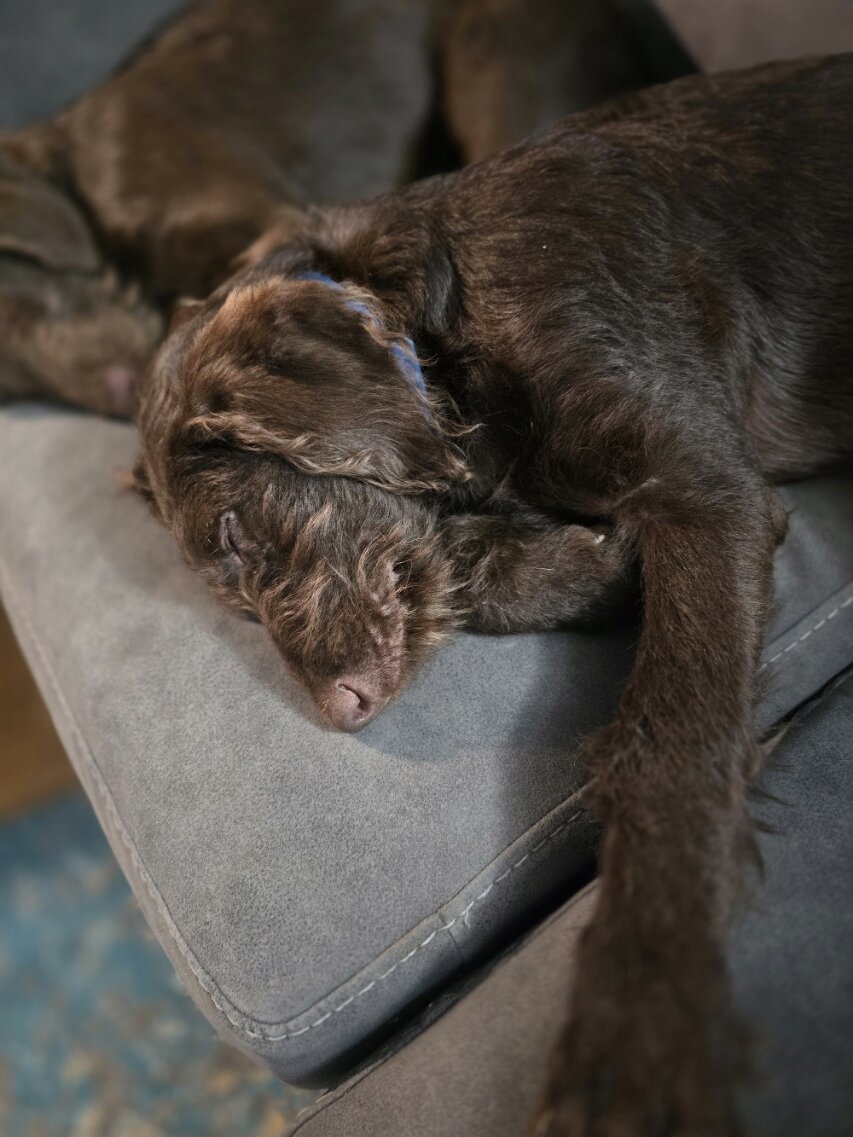 🚨 Fully Trained 6-Month-Old Chocolate Doodles image 7