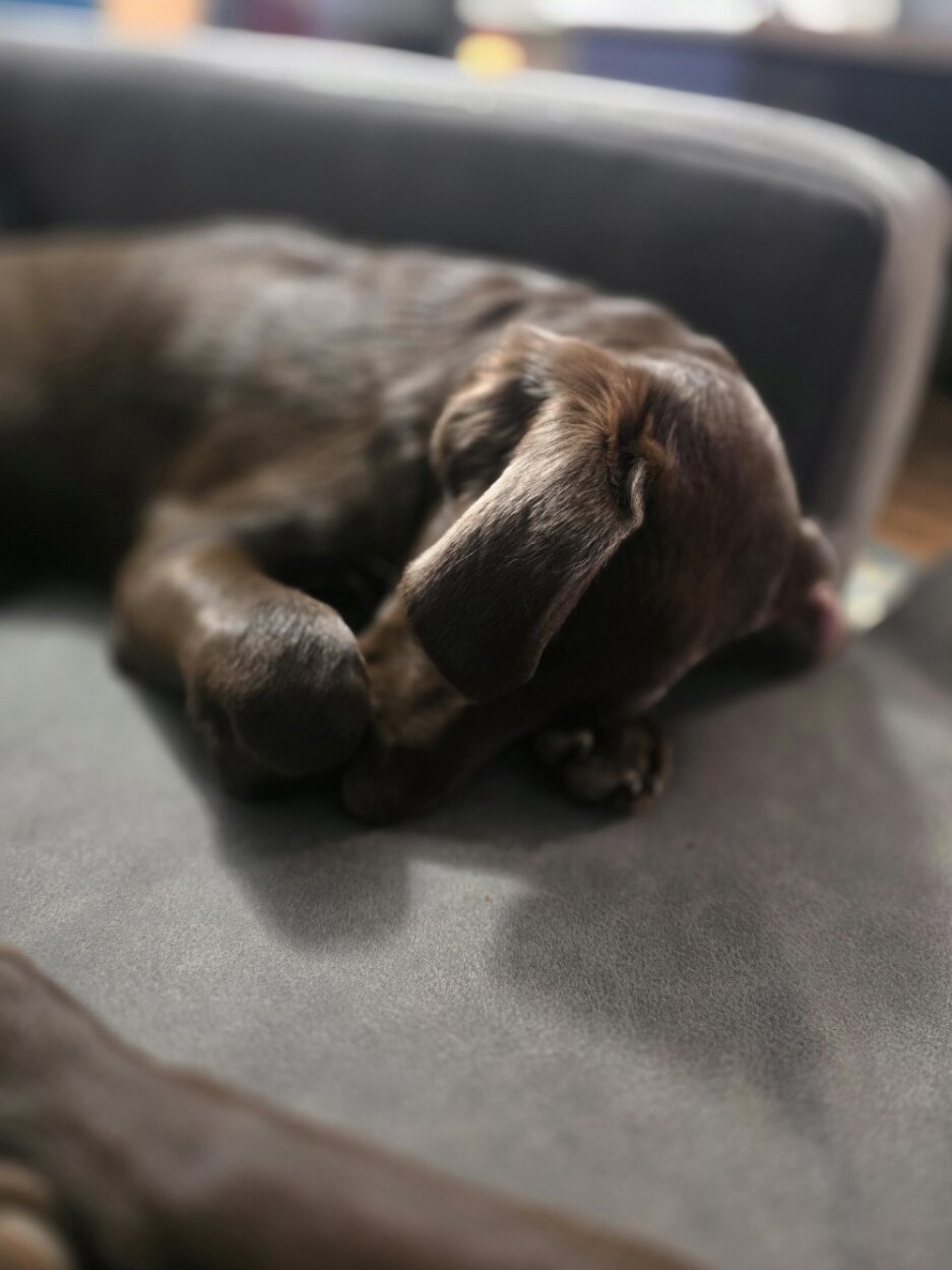 🚨 Fully Trained 6-Month-Old Chocolate Doodles image 8