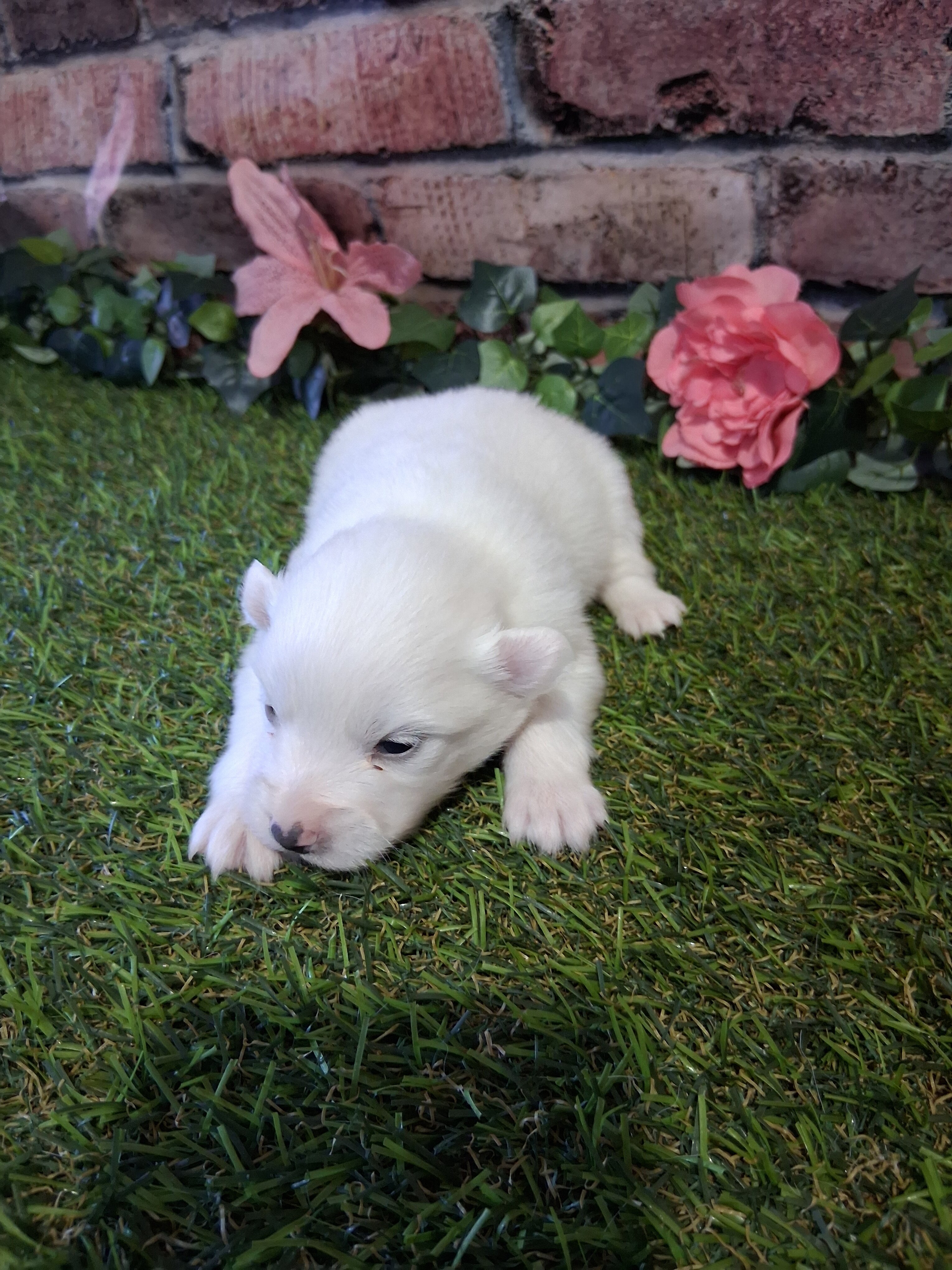 Puppies image 3