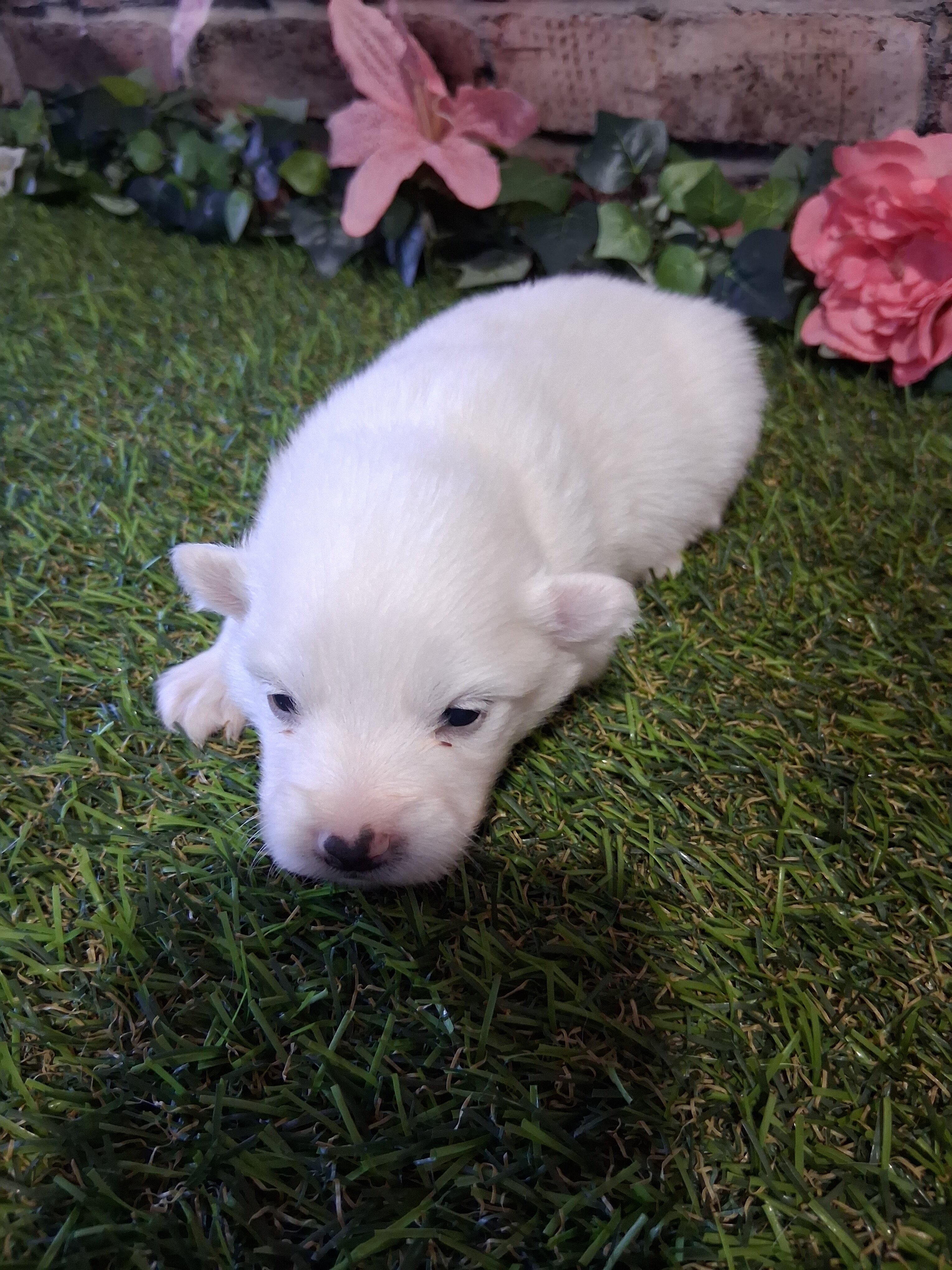 Puppies image 1