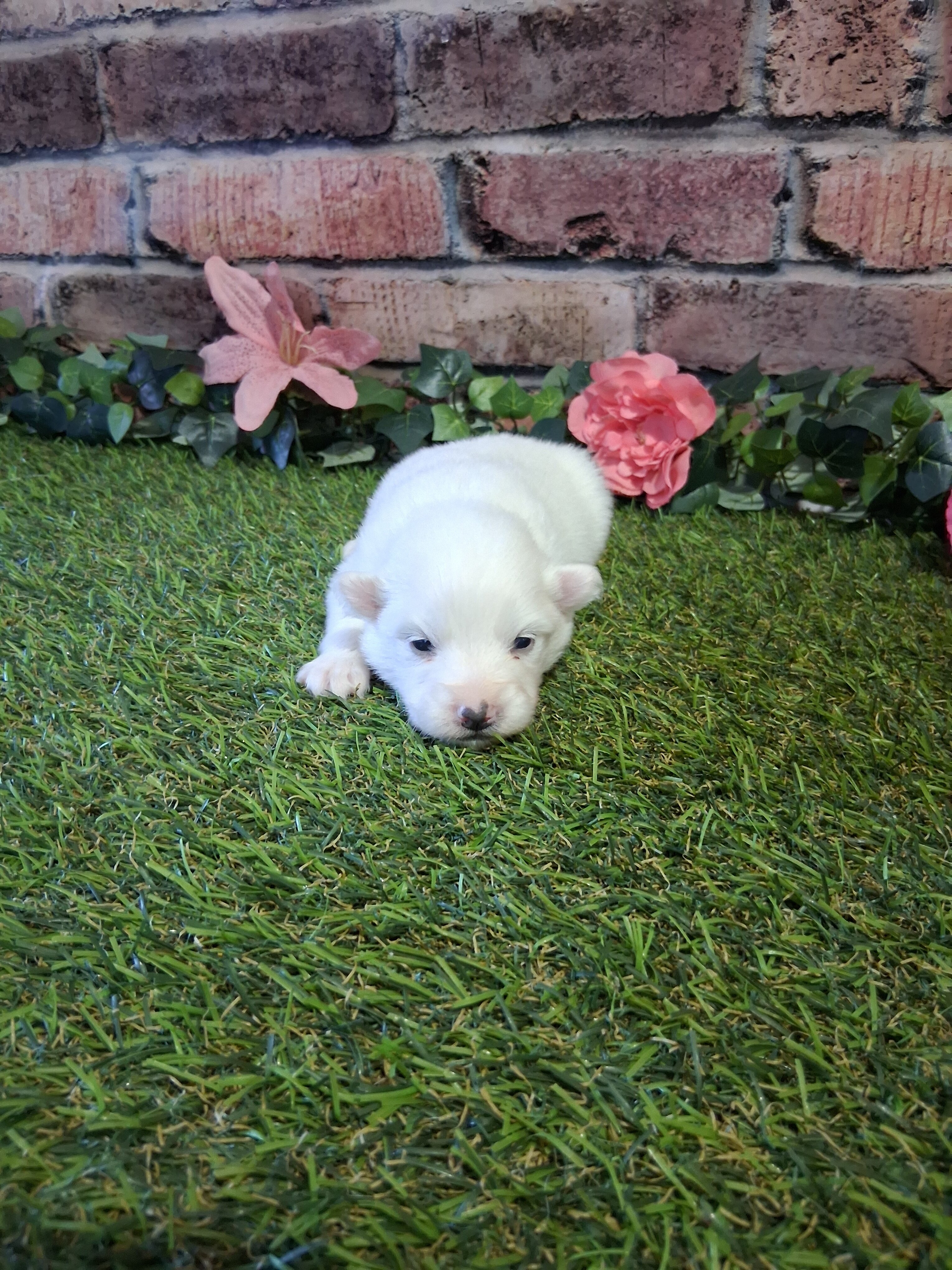 Puppies image 2