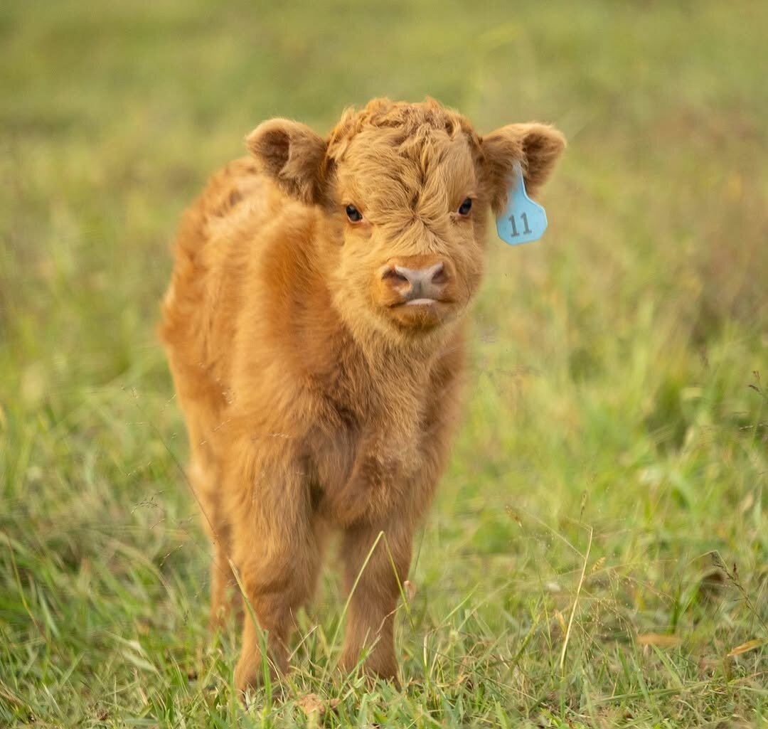 Meet Your New Mini Cow image 2