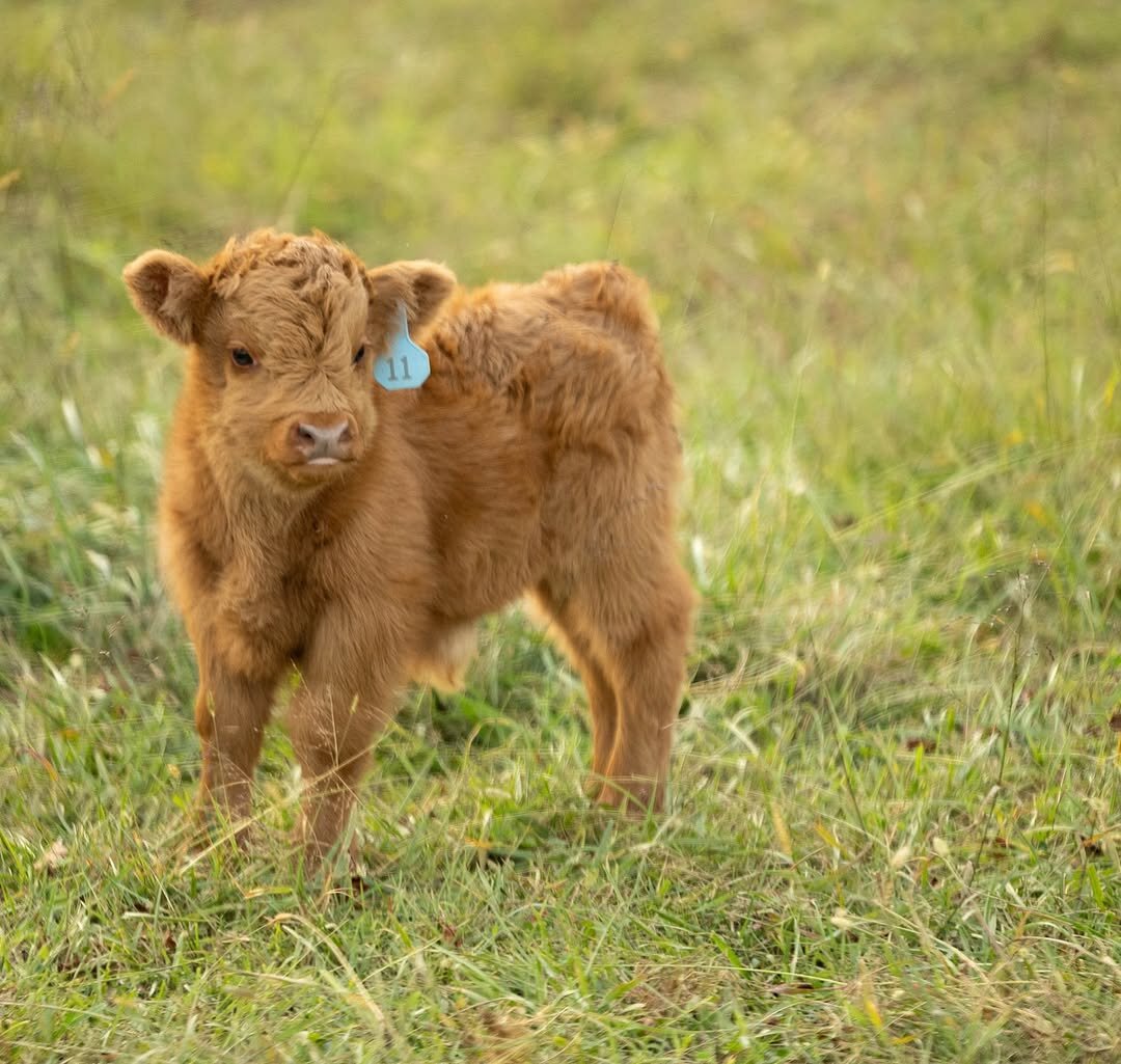 Meet Your New Mini Cow image 1