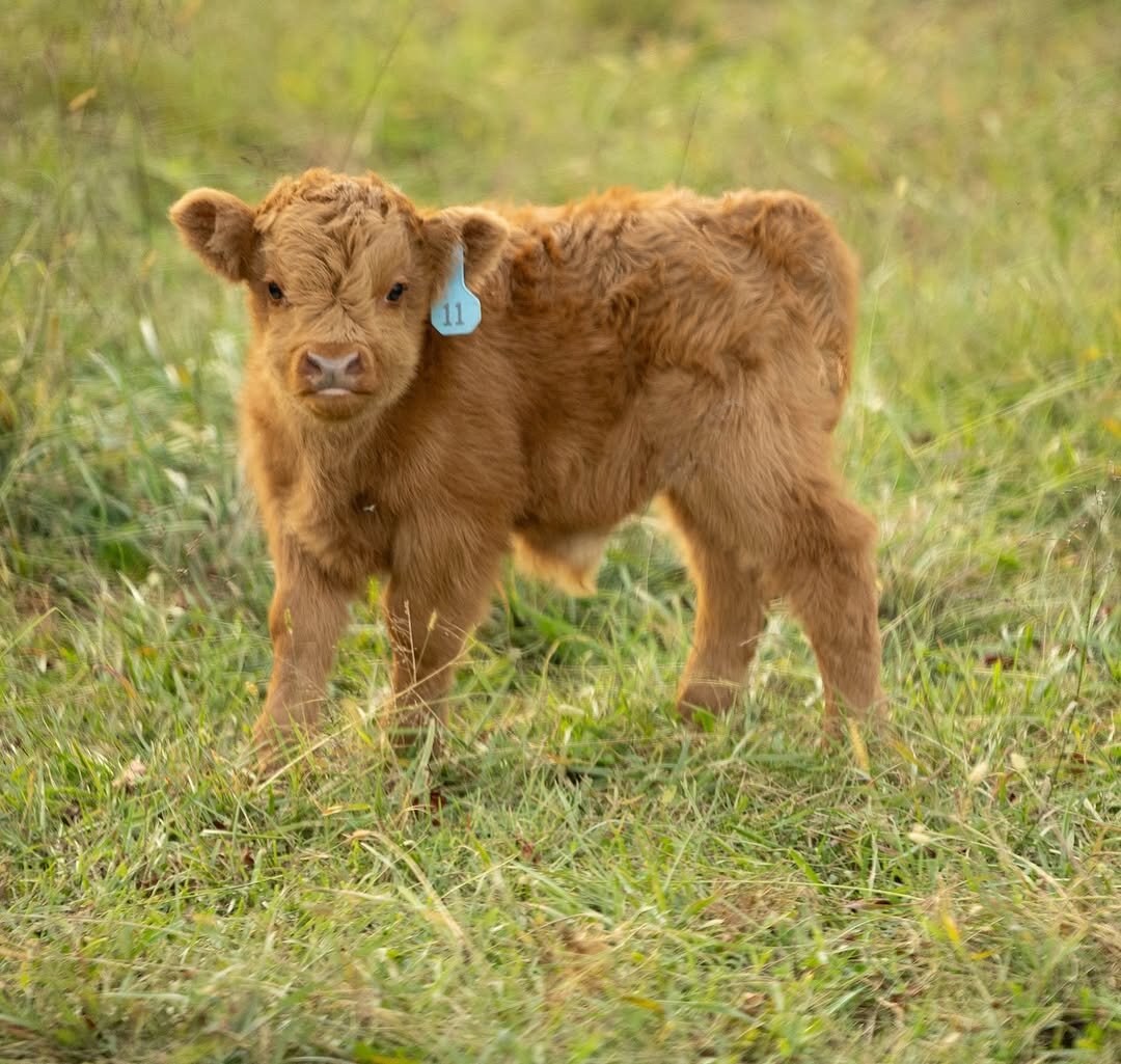 Meet Your New Mini Cow image 3
