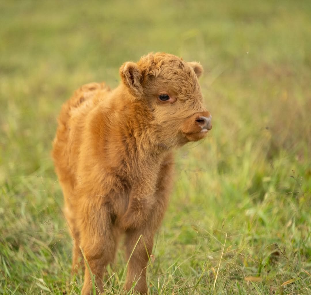 Meet Your New Mini Cow image 4