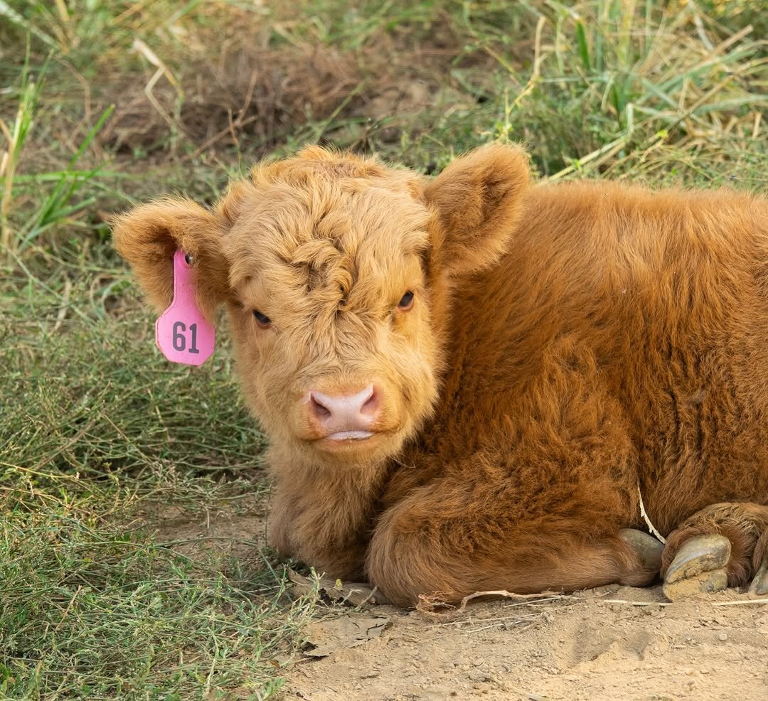 Meet Your New Mini Cow image 6
