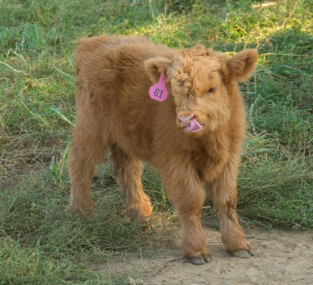Meet Your New Mini Cow image 5