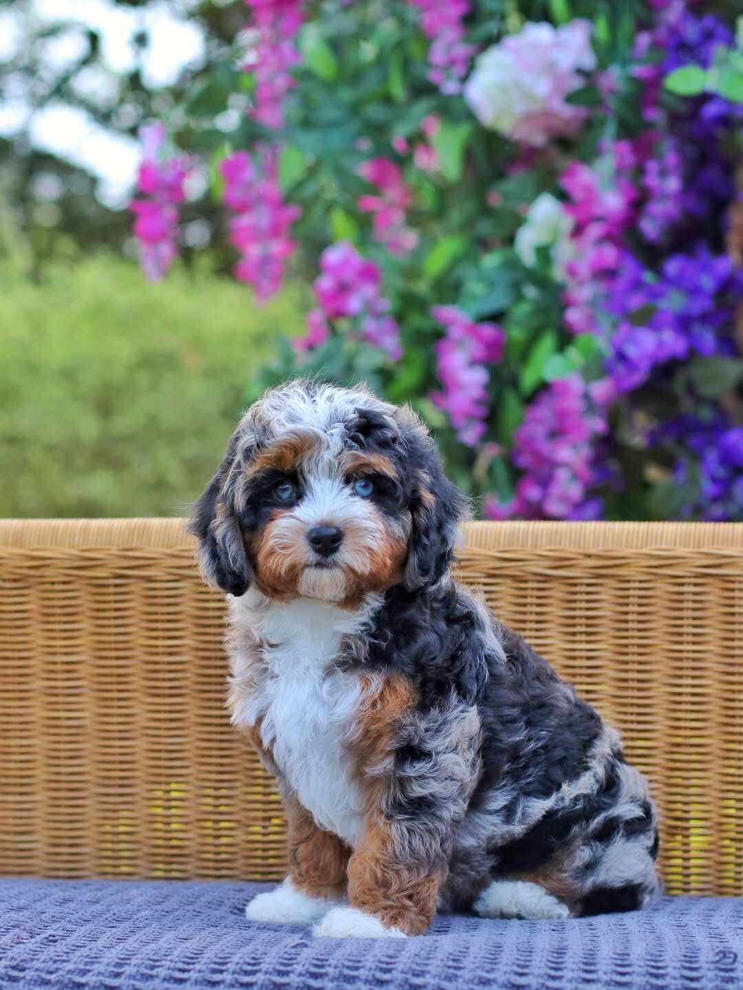Bernedoodle puppies image 4