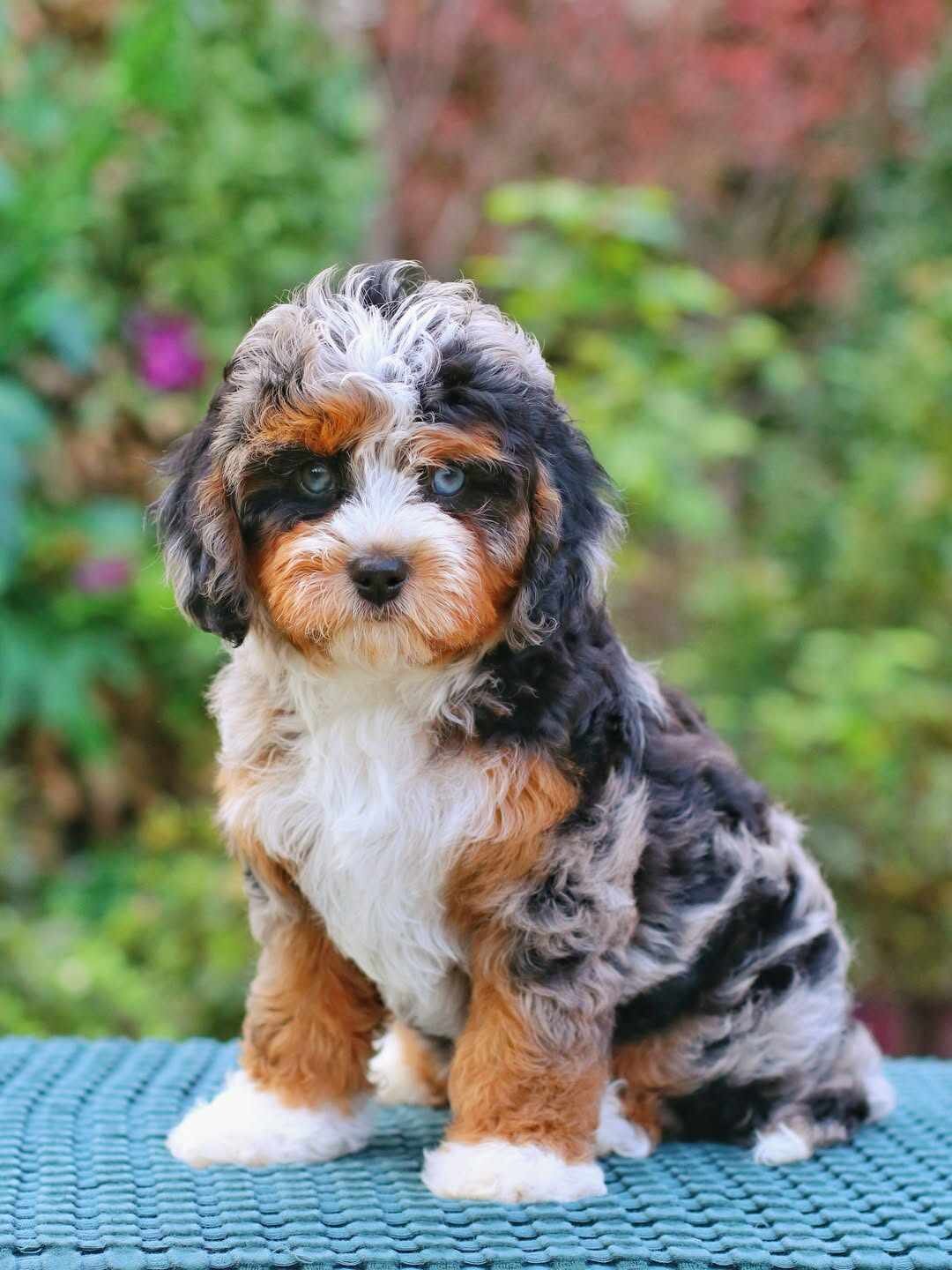 Bernedoodle puppies image 3