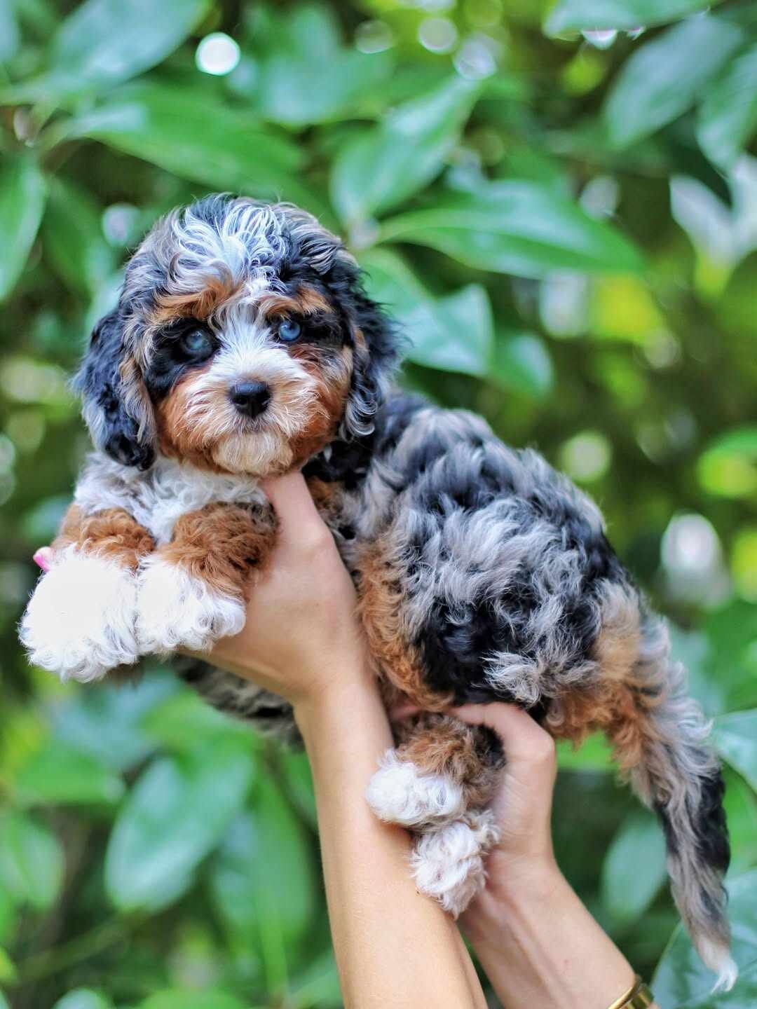 Bernedoodle puppies image 1