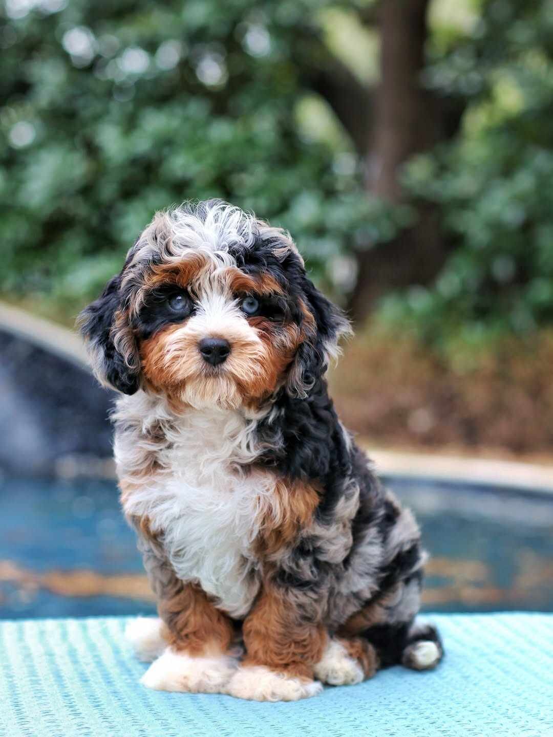Bernedoodle puppies image 2