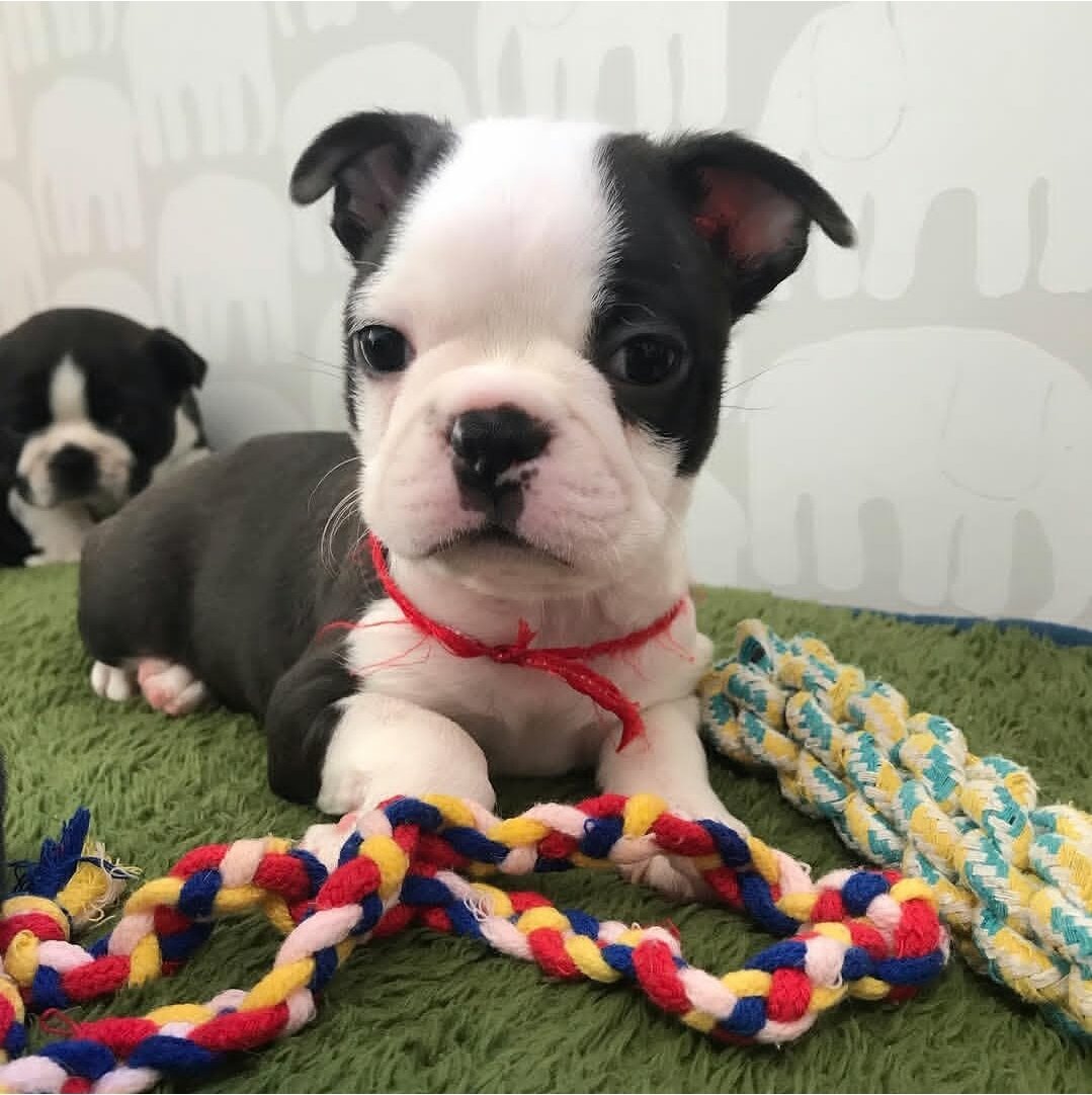 Boston Terrier puppy ready to go now image 1