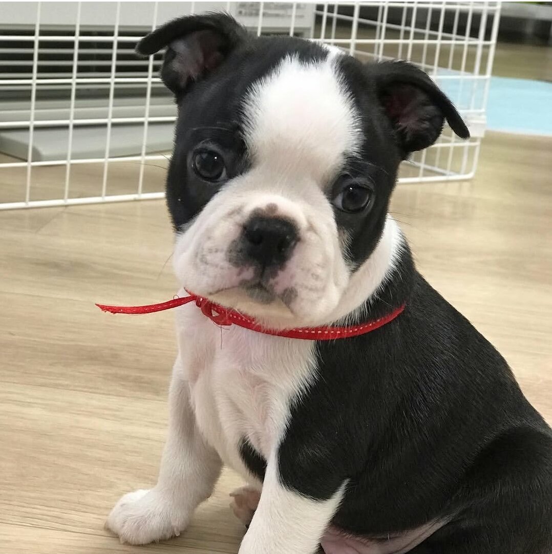 Boston Terrier puppy ready to go now image 2