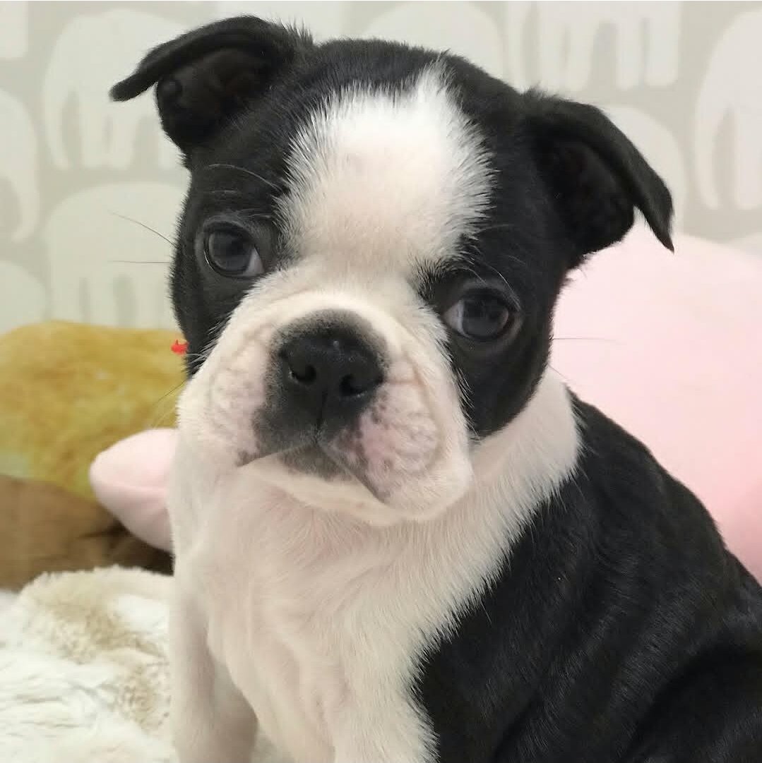 Boston Terrier puppy ready to go now image 3