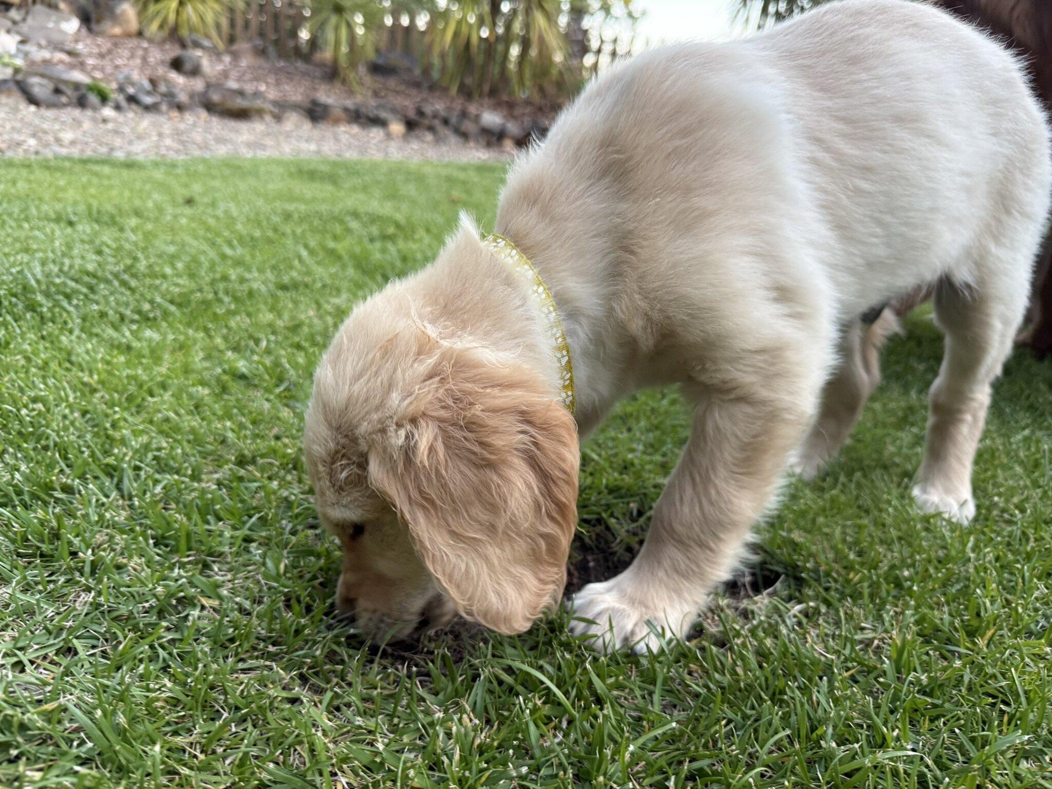 AKC GOLDEN RETRIEVERS image 1