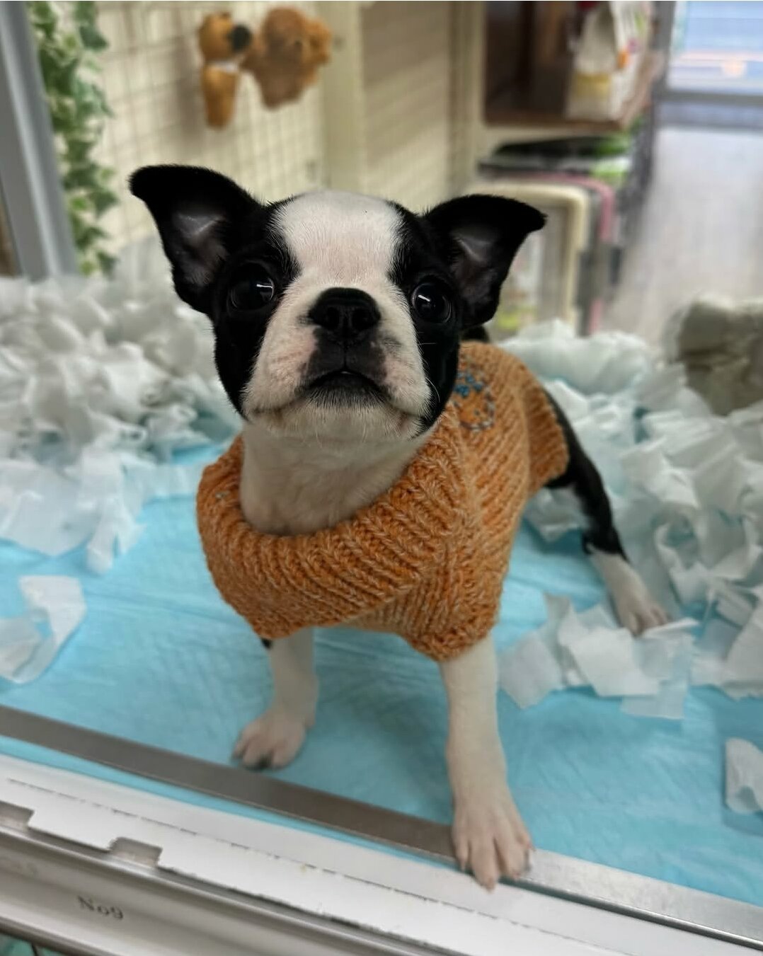 Adorable Boston Terrier image 3