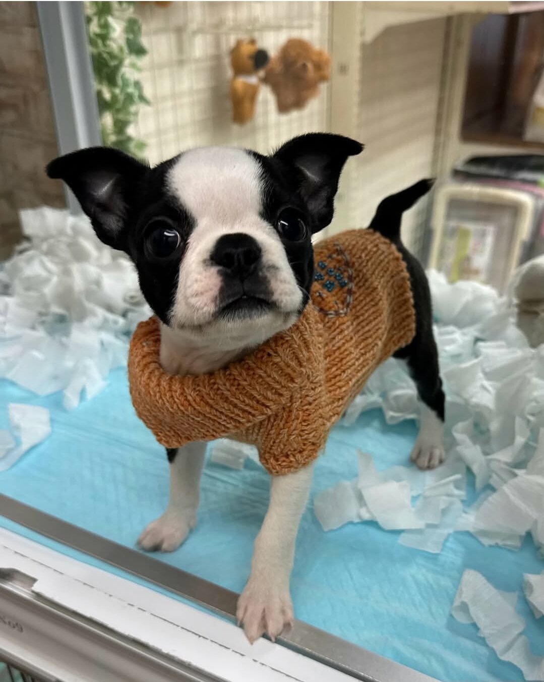 Adorable Boston Terrier image 2