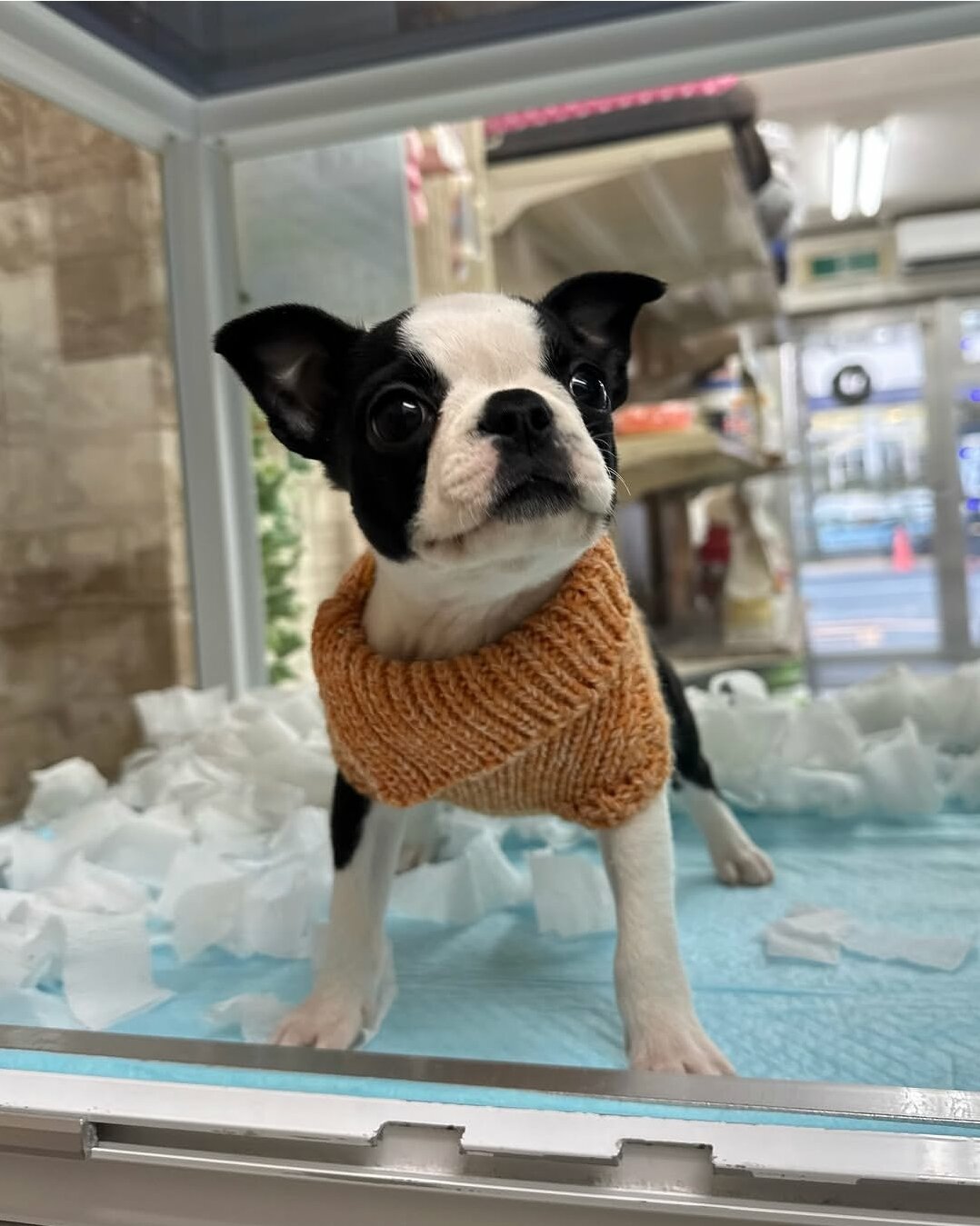Adorable Boston Terrier image 1