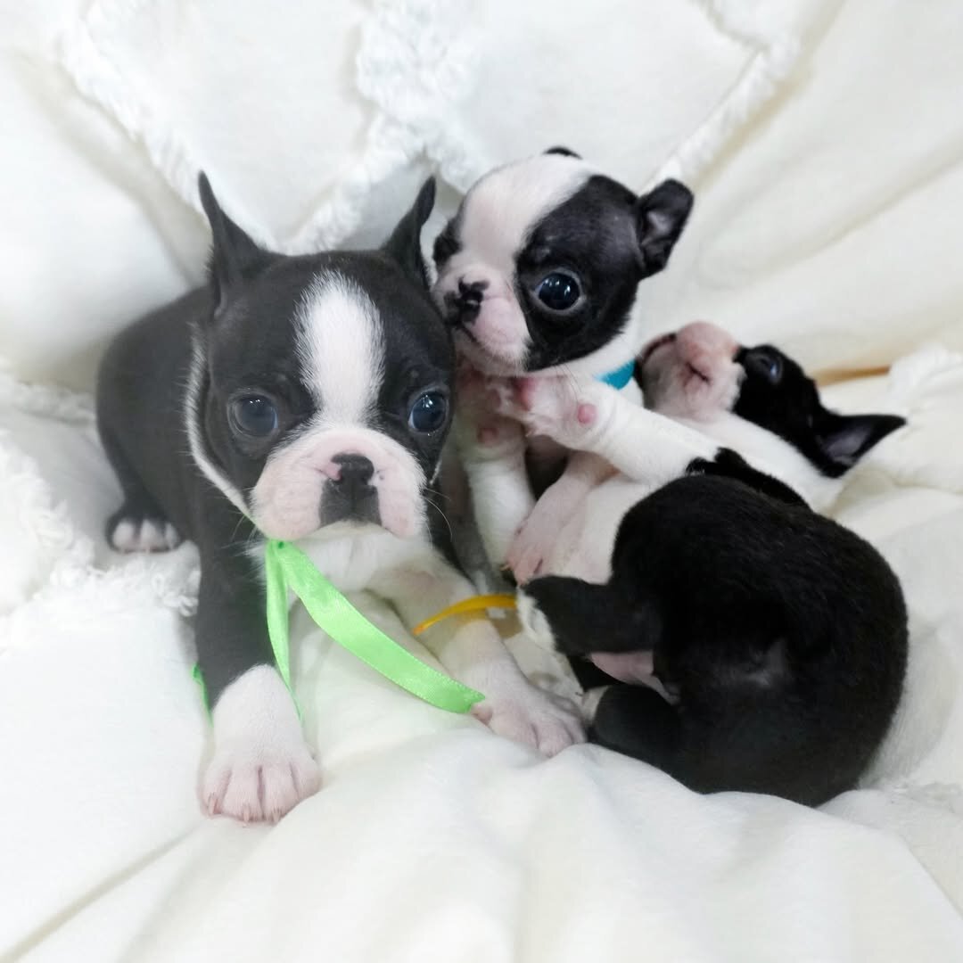 Adorable Boston Terrier image 1