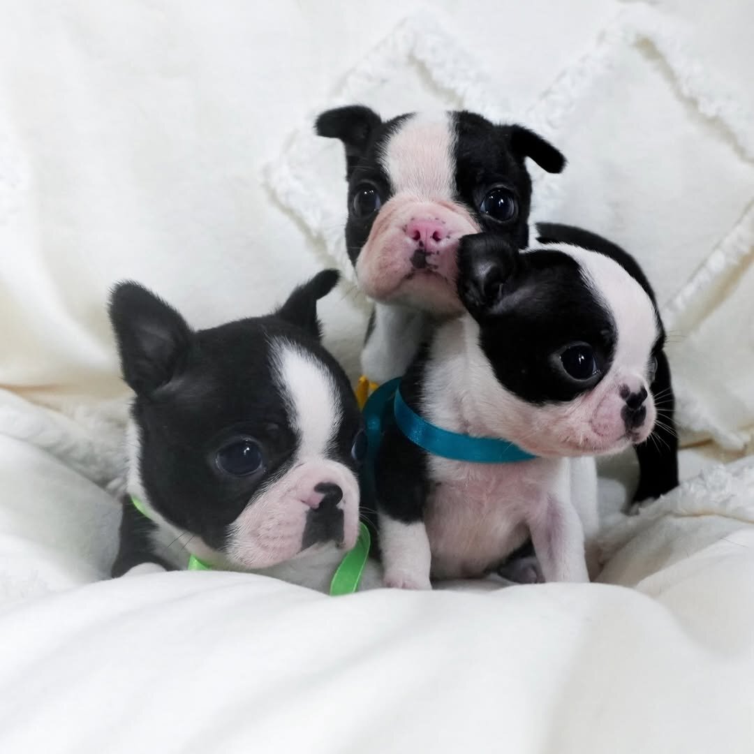 Adorable Boston Terrier image 6