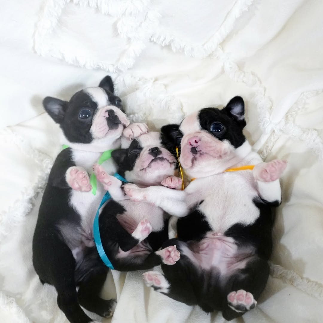 Adorable Boston Terrier image 2