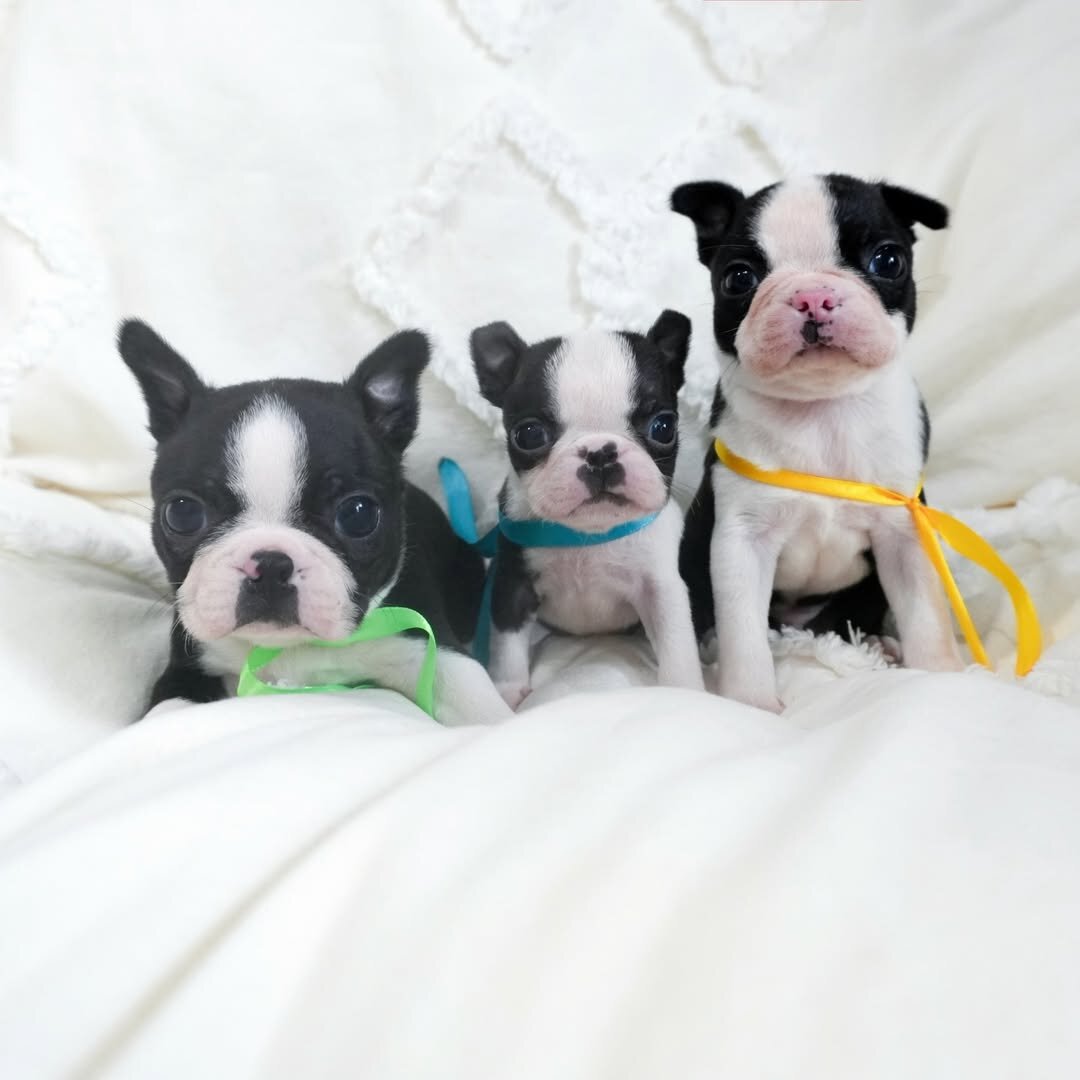 Adorable Boston Terrier image 4