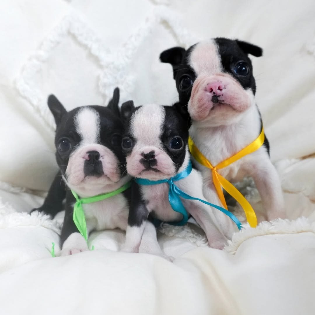 Adorable Boston Terrier image 5