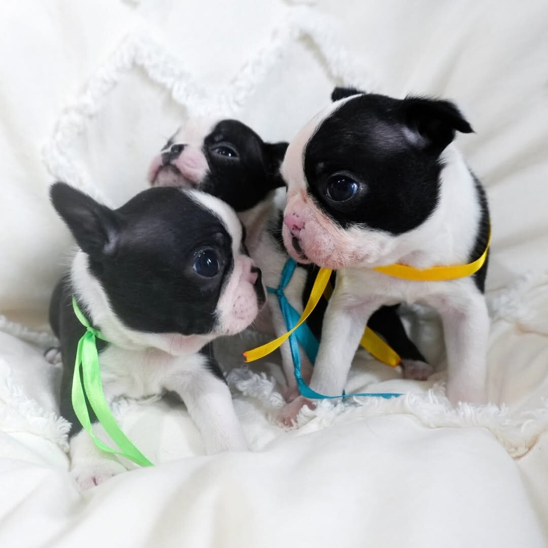 Adorable Boston Terrier image 3