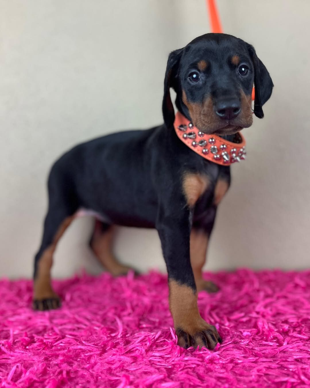 Doberman Pinscher puppies Available image 2