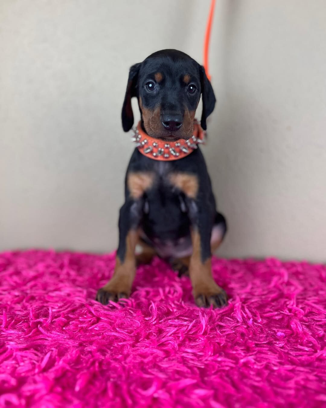Doberman Pinscher puppies Available image 1