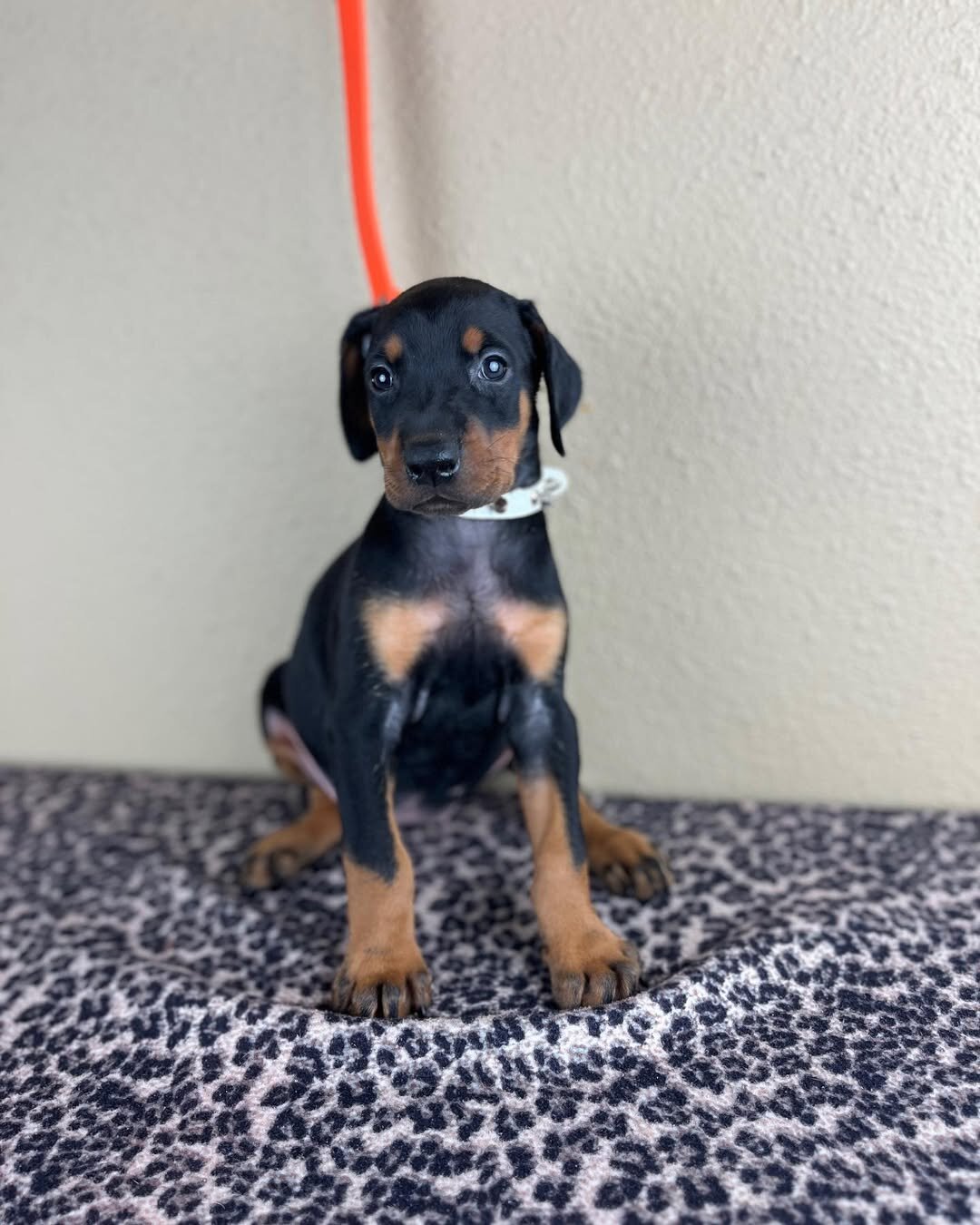 Guard Doberman Pinscher image 2