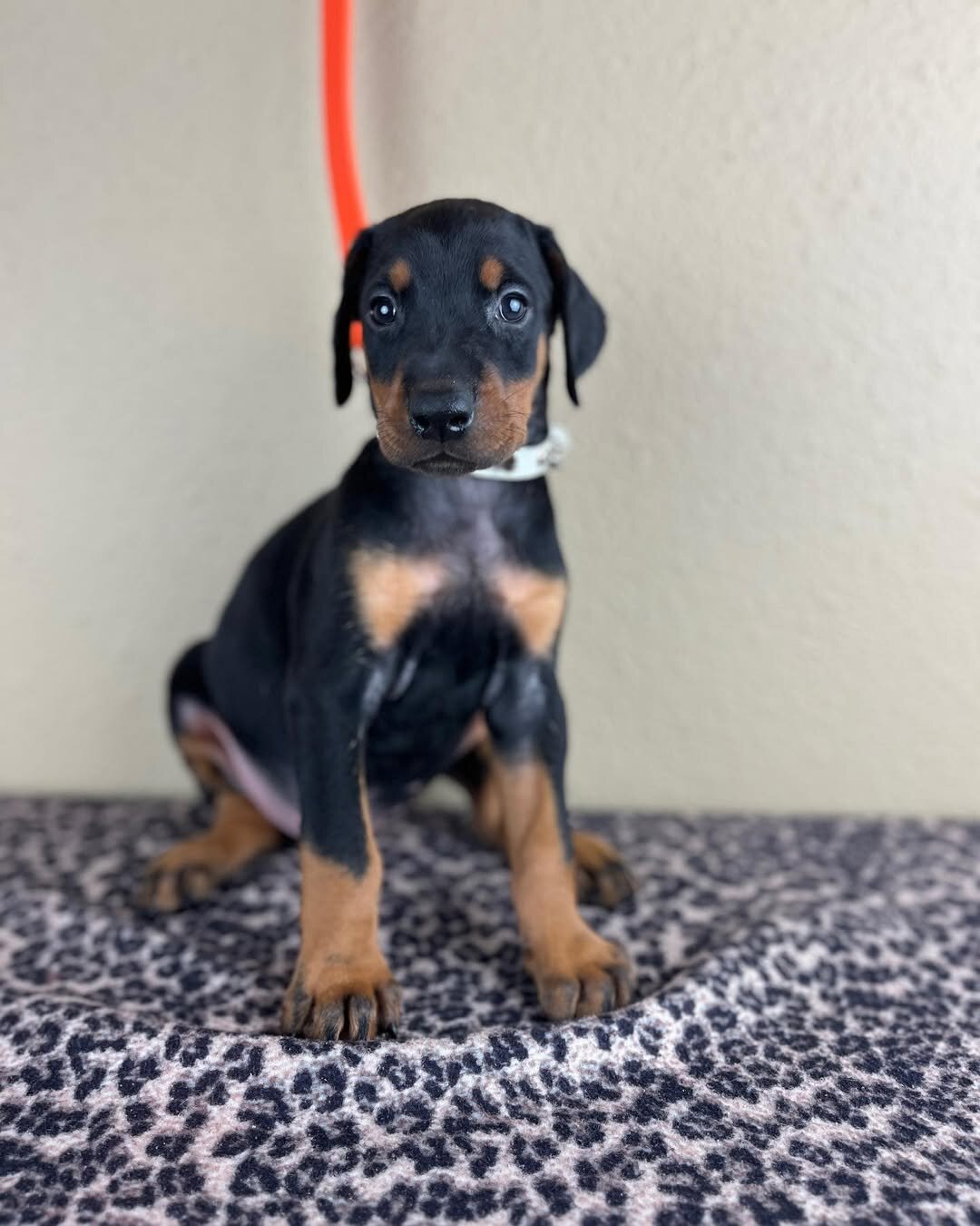 Guard Doberman Pinscher image 1