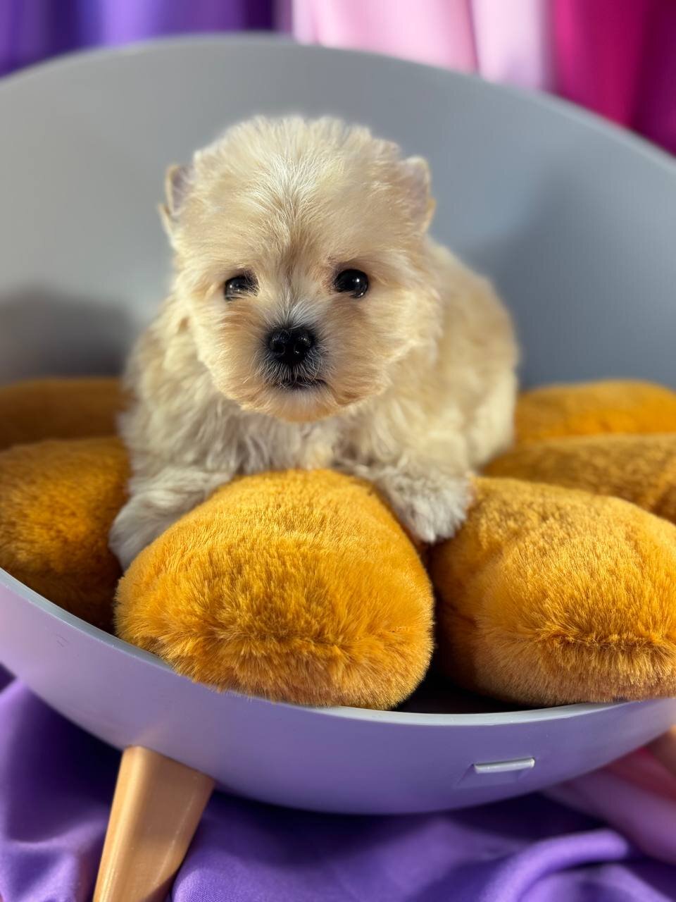 Yorkie image 2