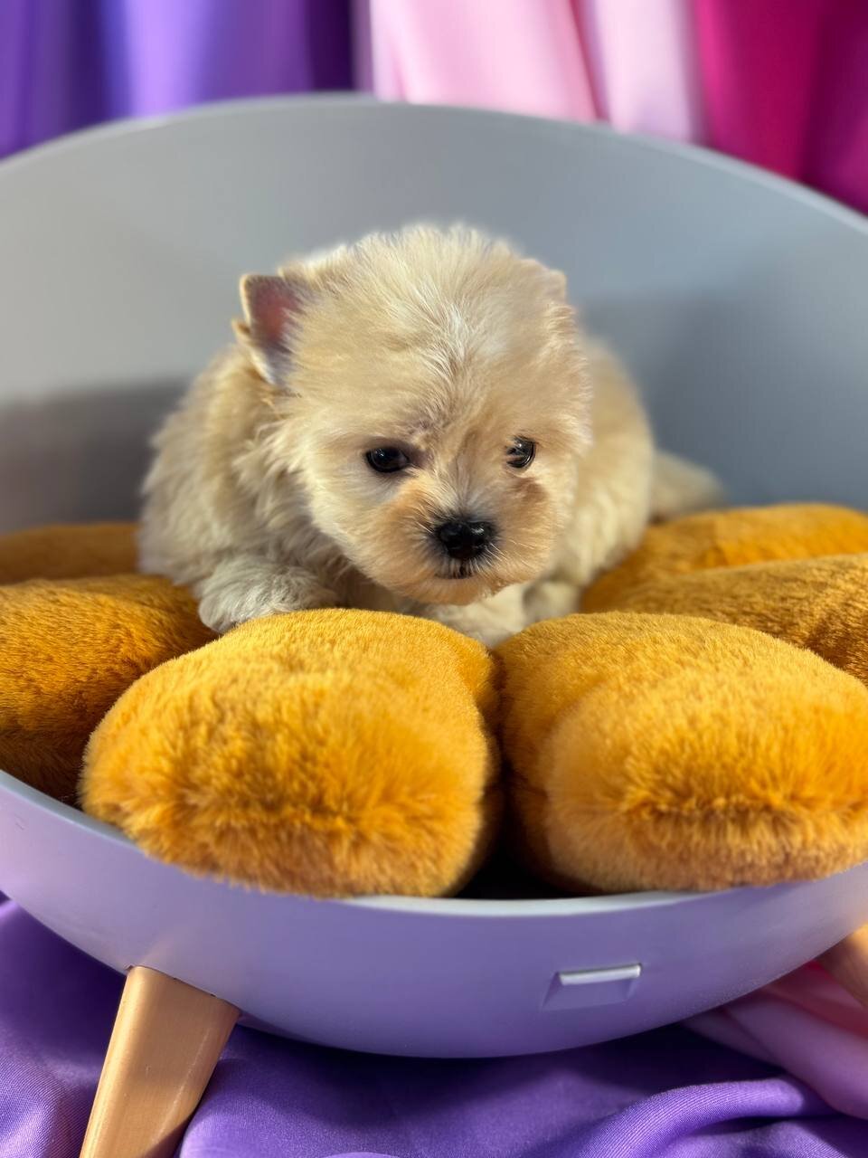 Yorkie image 1
