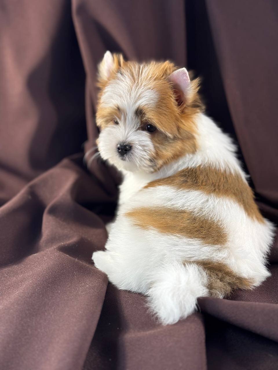 Yorkie puppy image 2