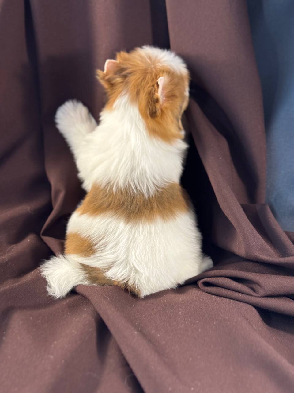 Yorkie puppy image 3