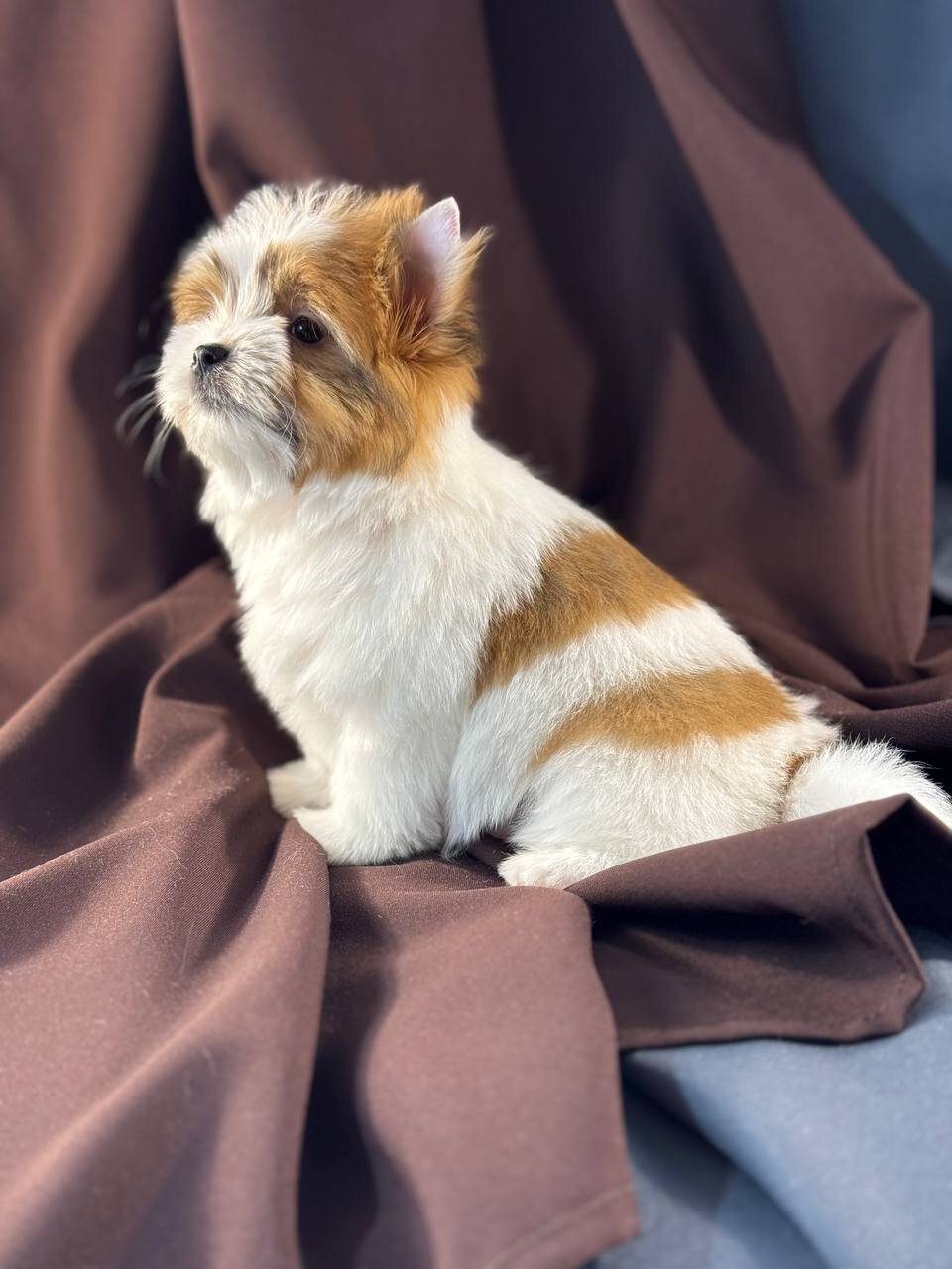 Yorkie puppy image 1