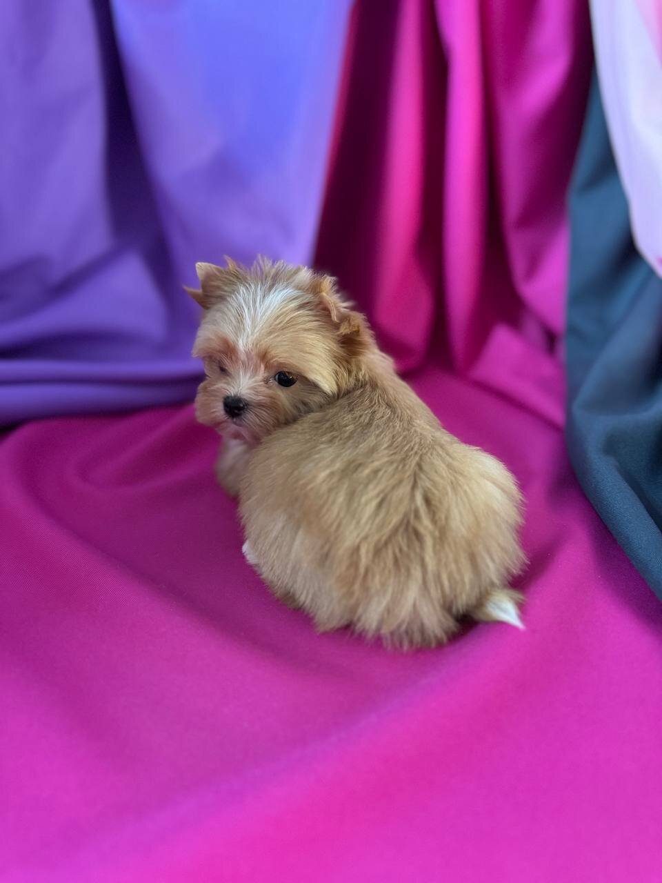 Golden Yorkie image 2