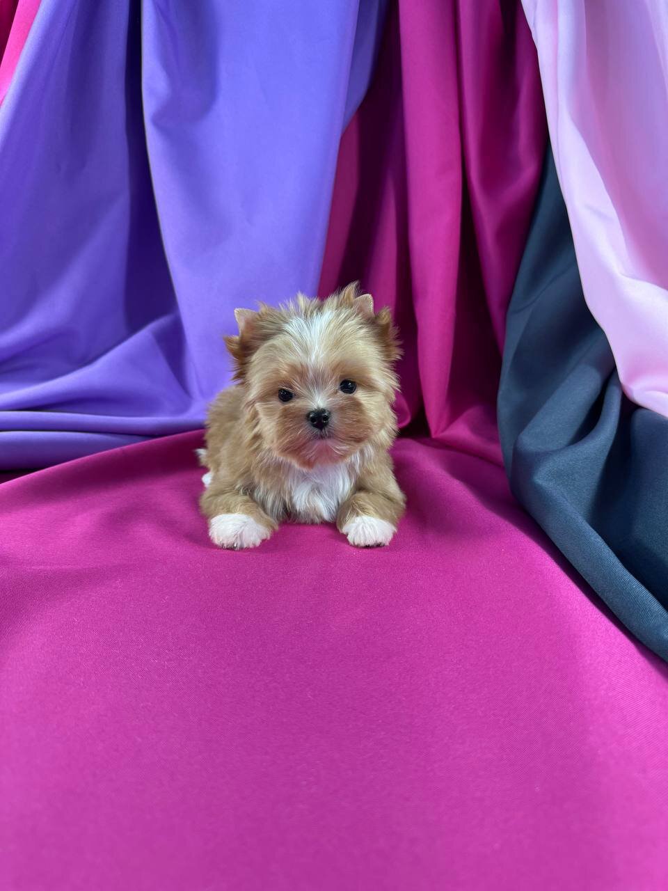 Golden Yorkie image 1