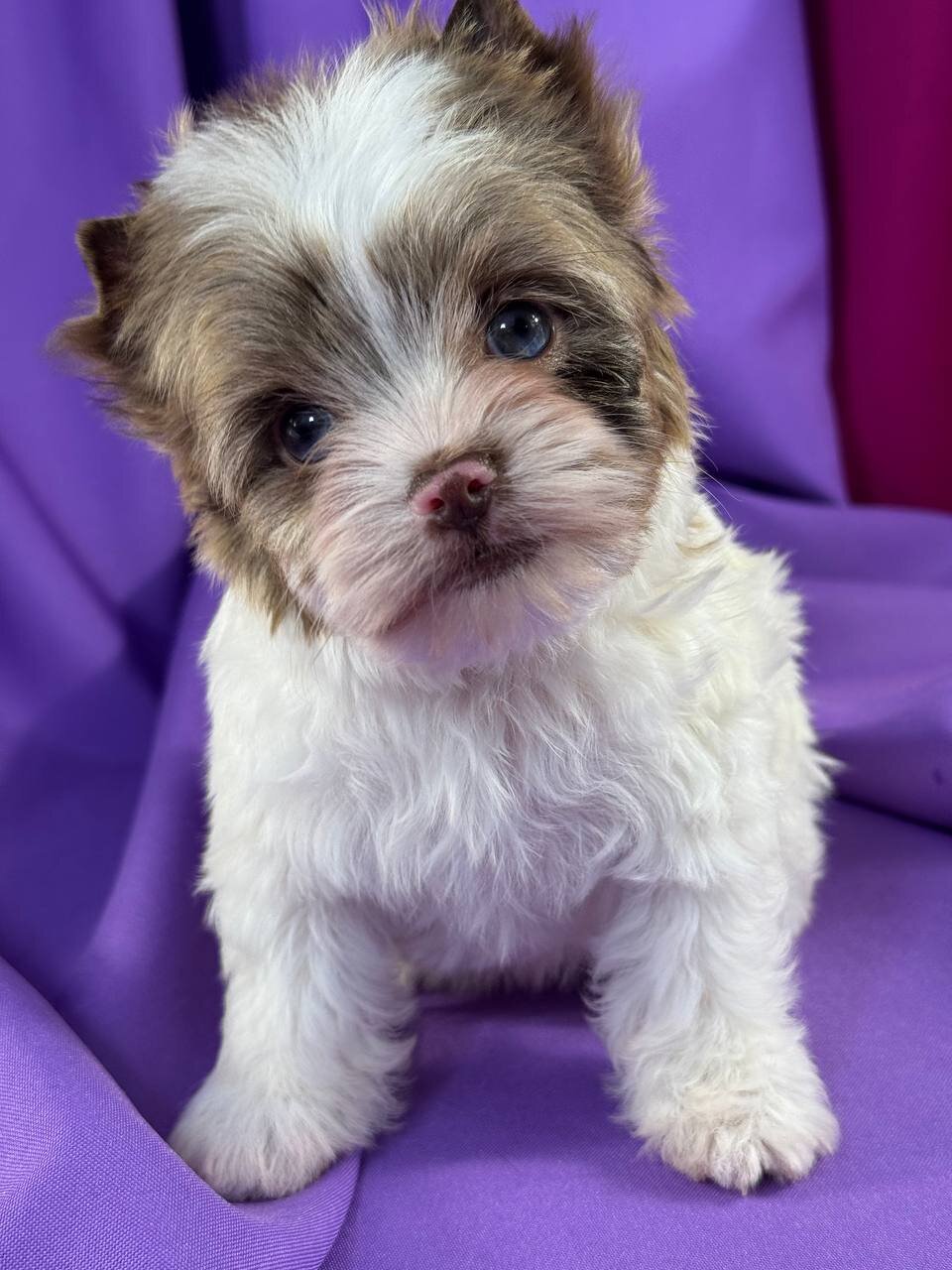 Adorable Yorkshire Terrier Puppies image 3