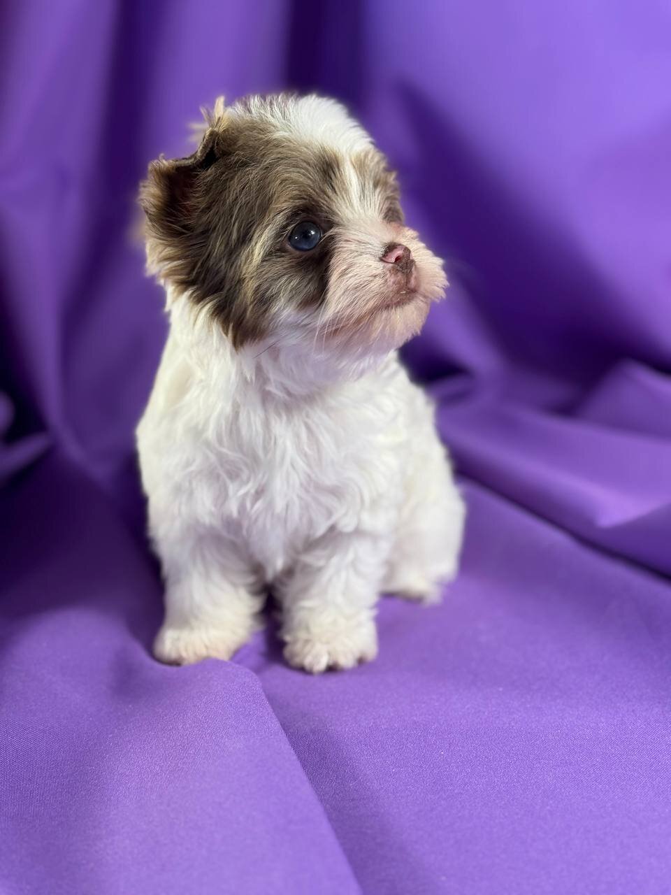 Adorable Yorkshire Terrier Puppies image 2