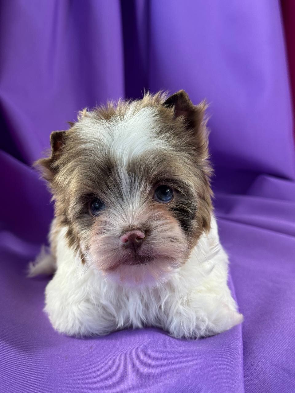 Adorable Yorkshire Terrier Puppies image 1