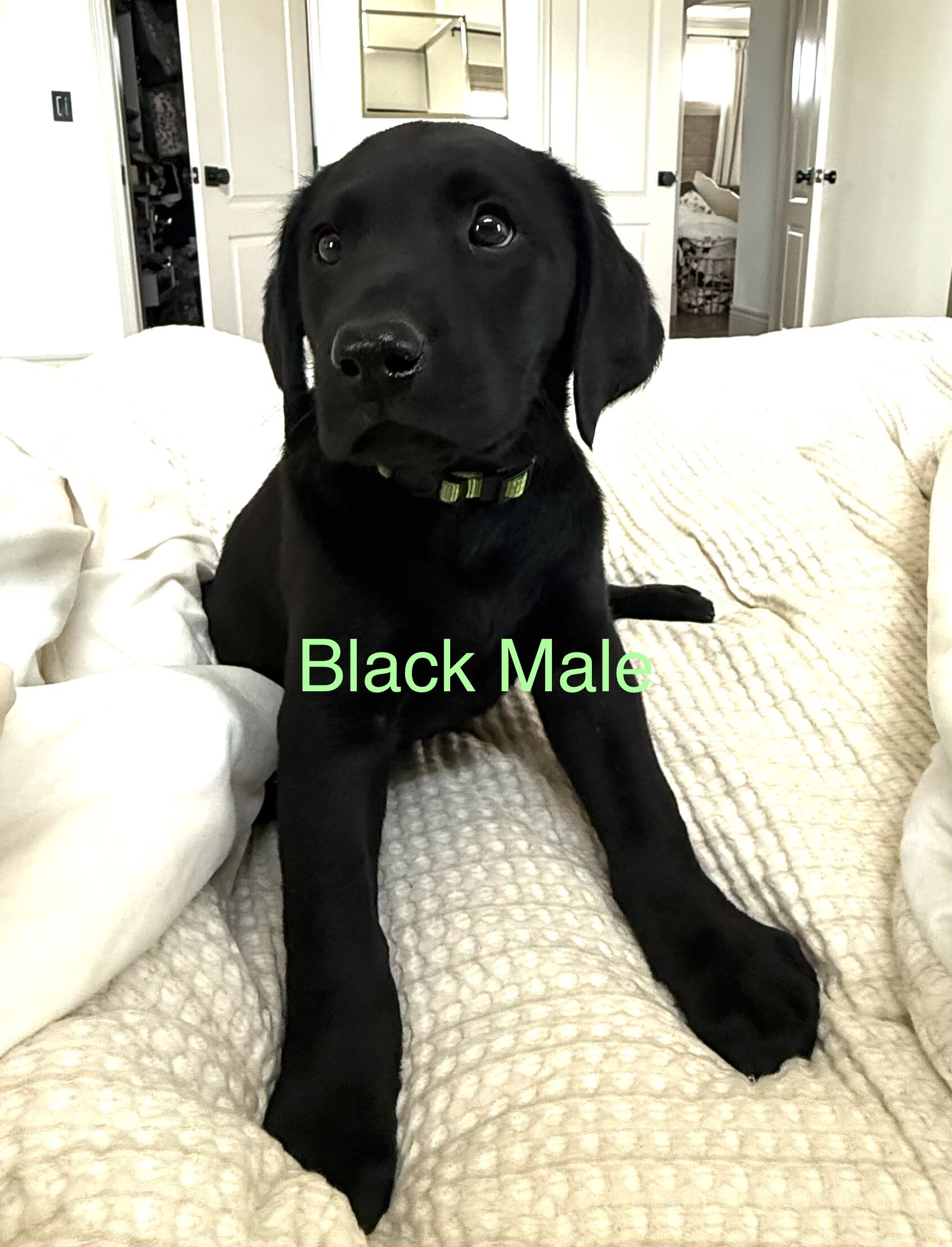Akc Labrador puppies image 8