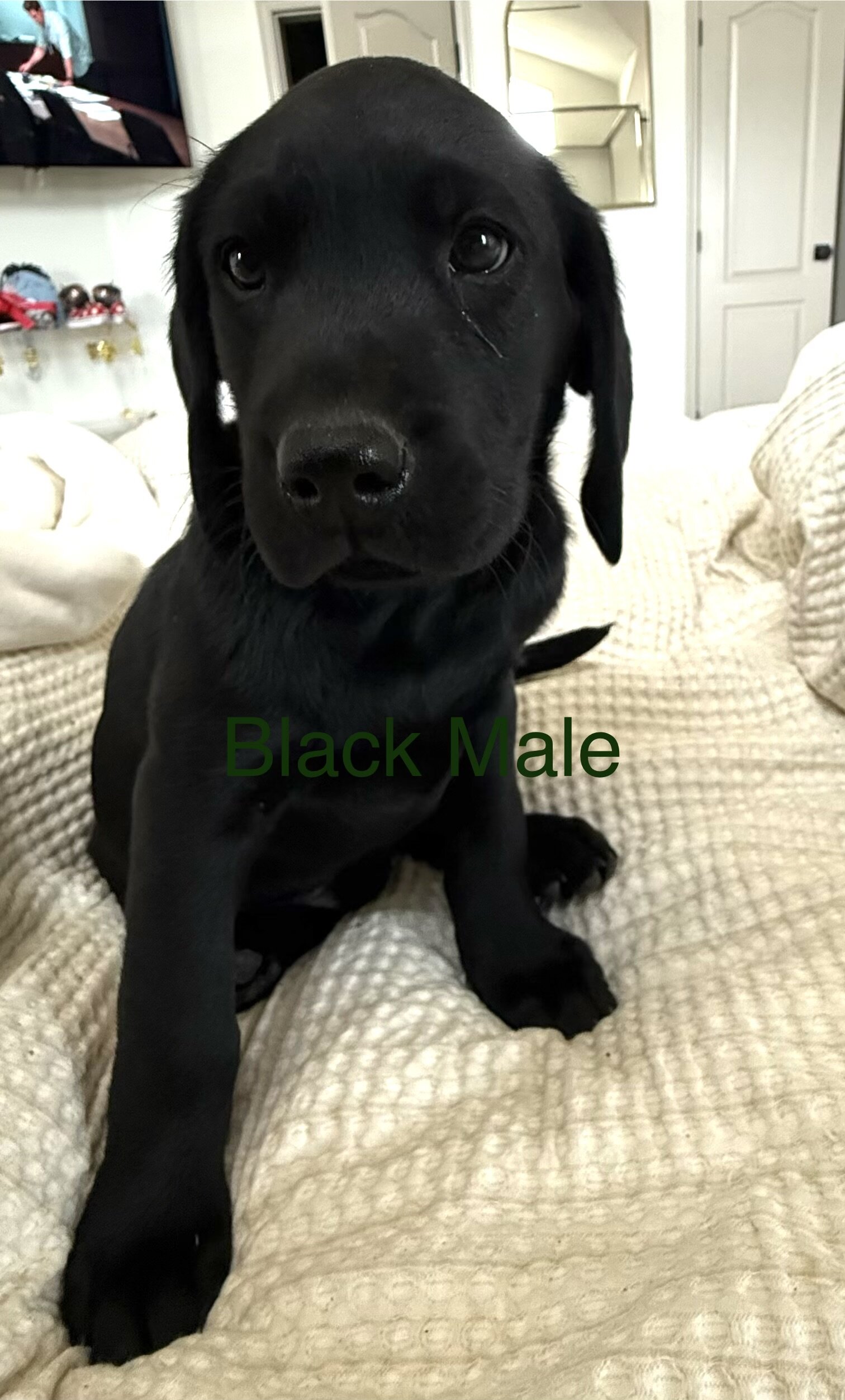 Akc Labrador puppies image 5