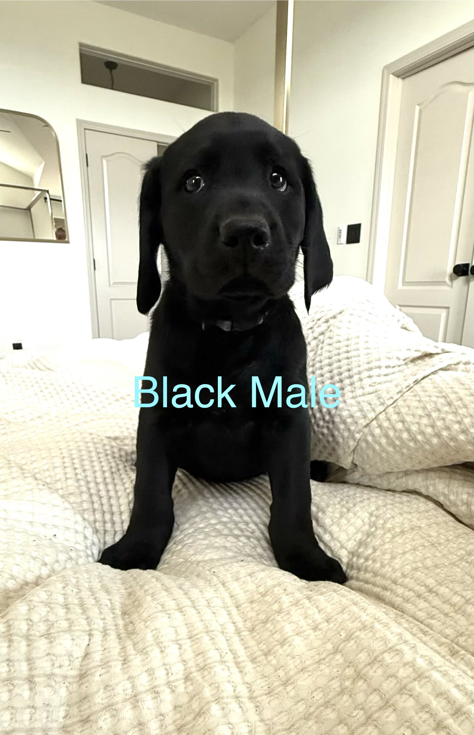 Akc Labrador puppies image 1