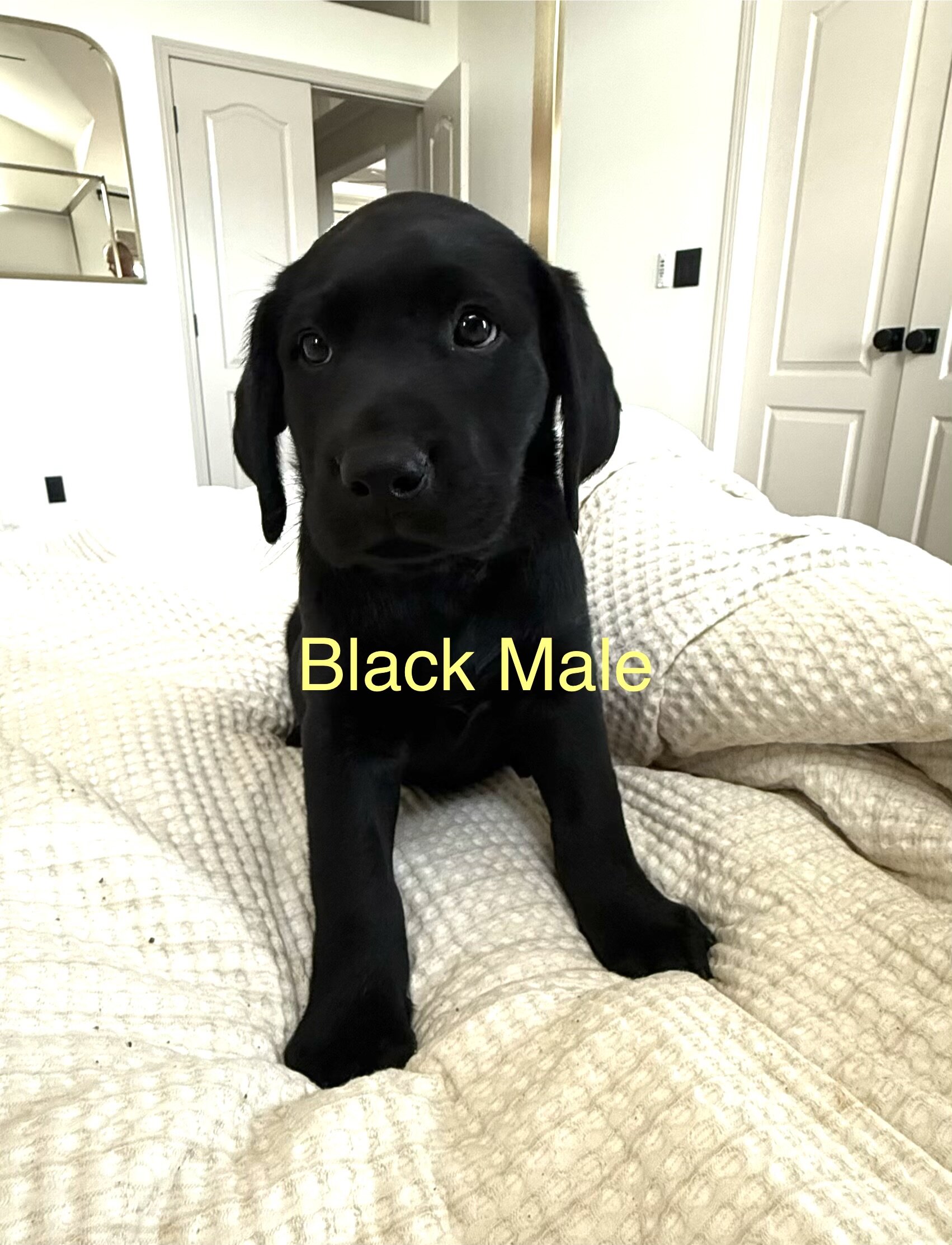 Akc Labrador puppies image 4