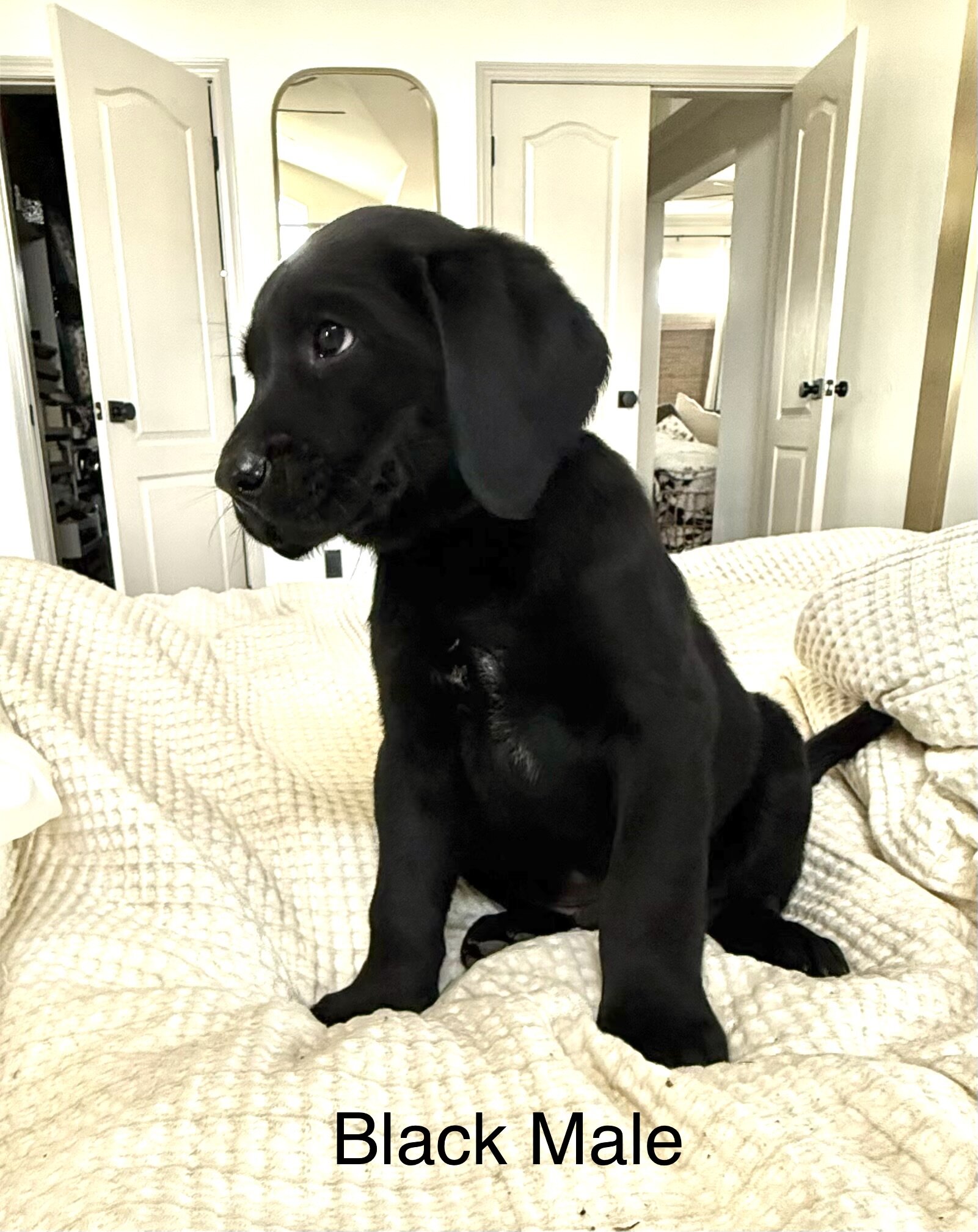 Akc Labrador puppies image 2