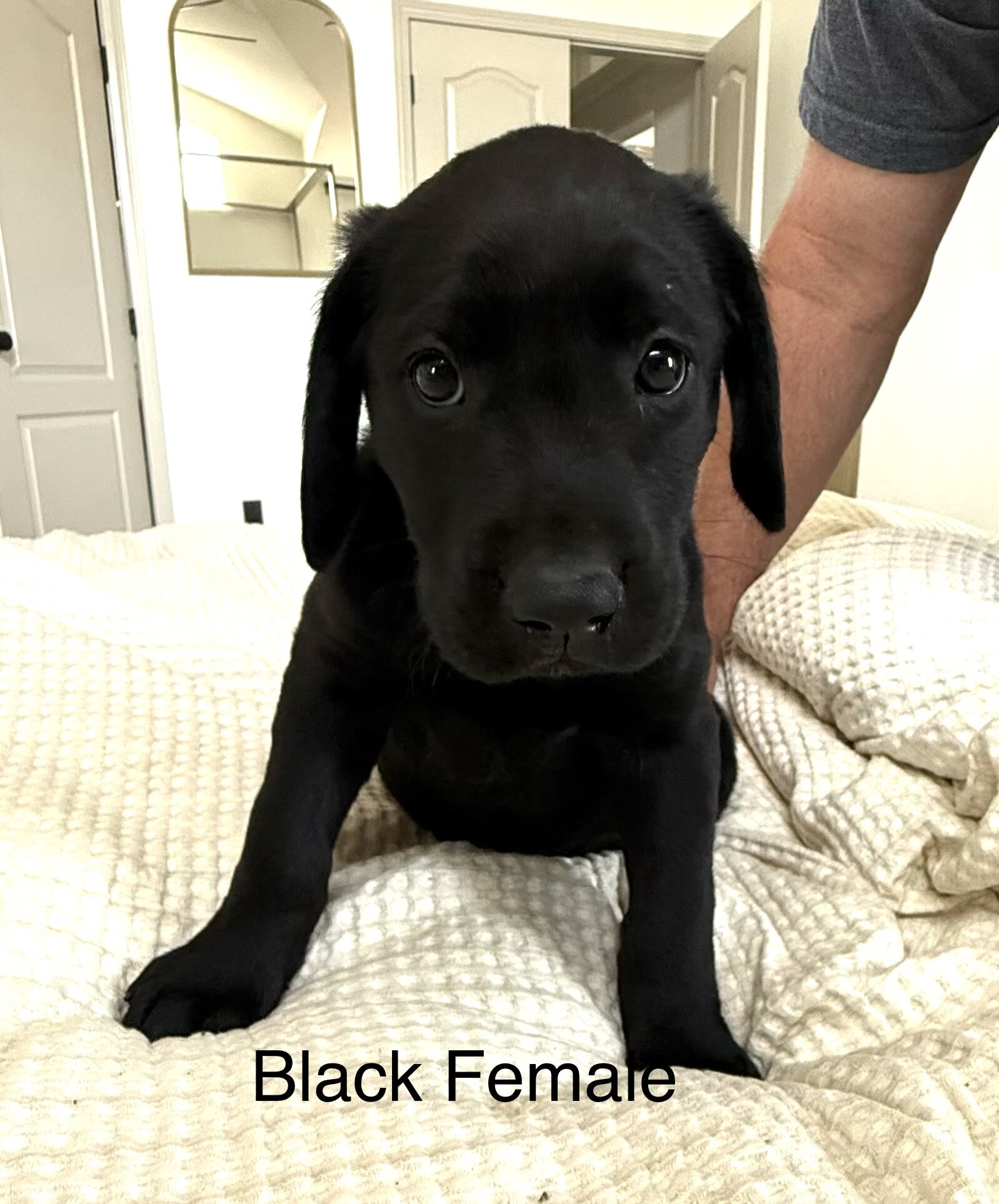 Akc Labrador puppies image 7