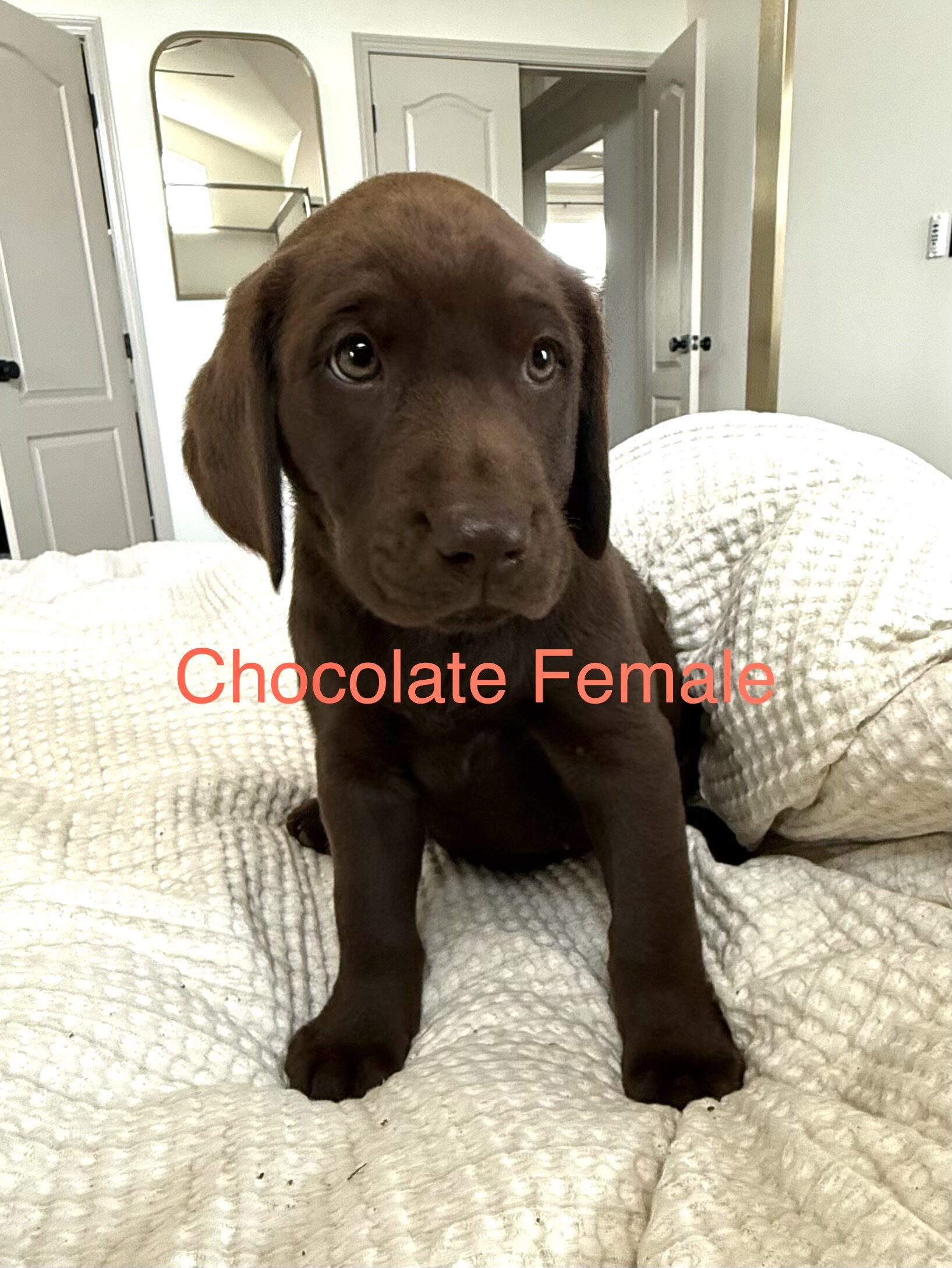 Akc Labrador puppies image 6
