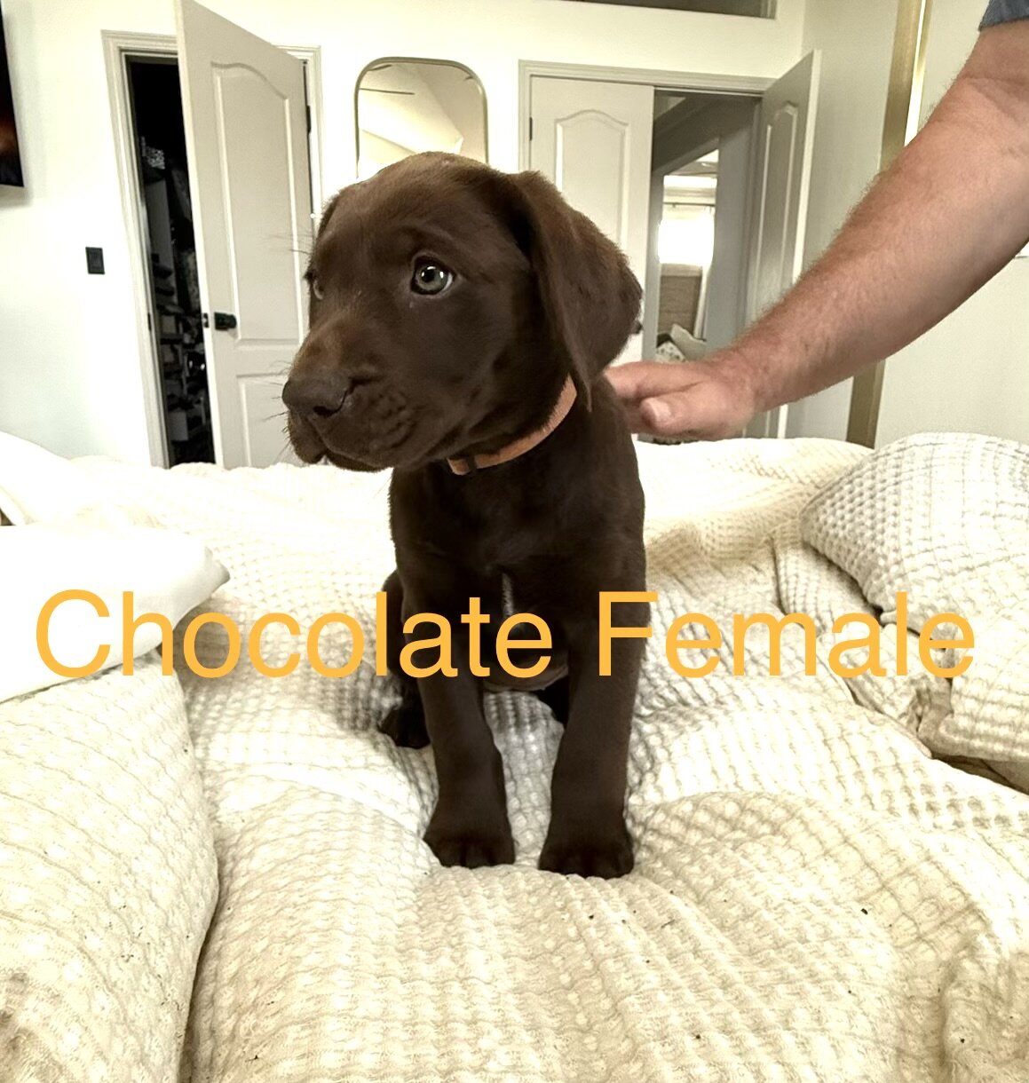 Akc Labrador puppies image 3